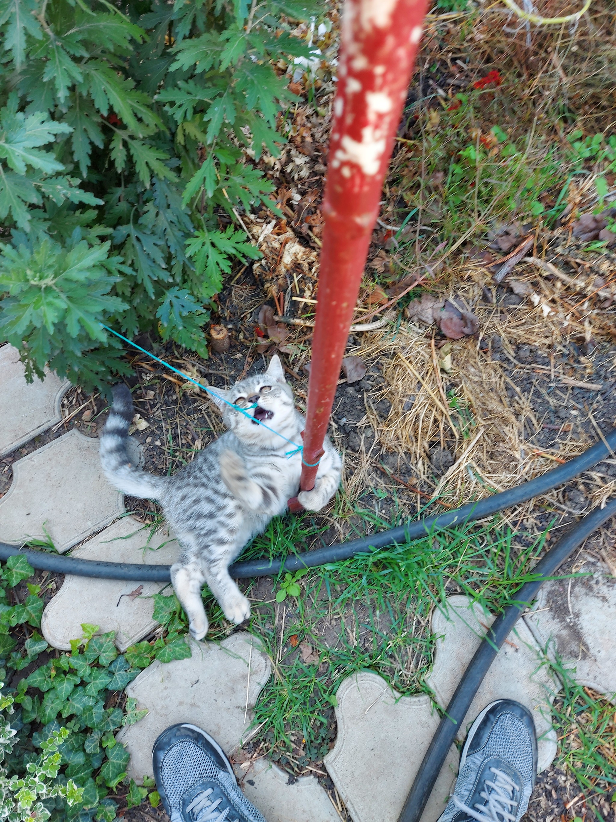 Отмечу появление первого подписчика фотографиями своего кота :) - Моё, Кот, Котята, Мобильная фотография, Длиннопост