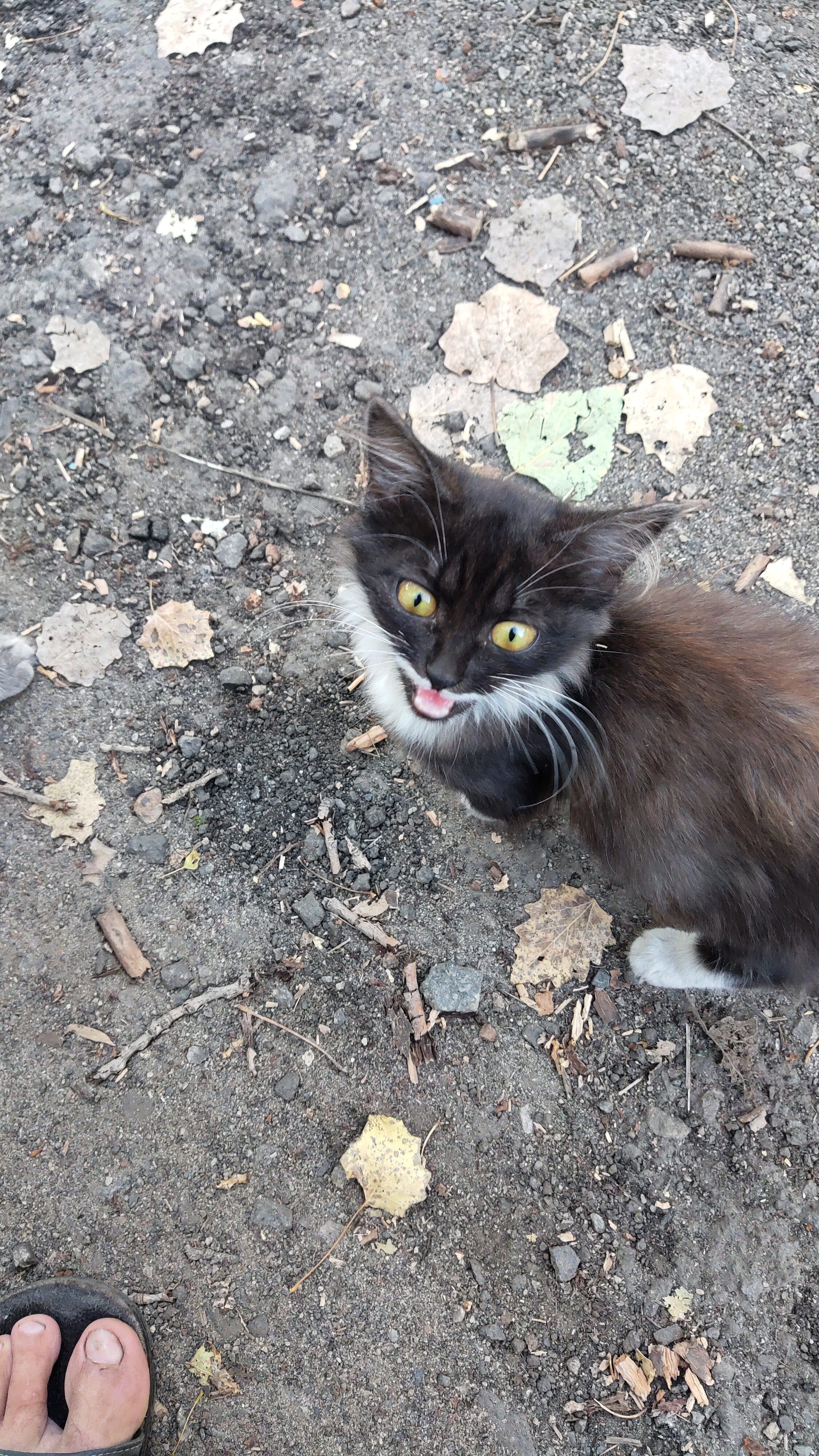 factory seals - My, cat, Animals, Longpost