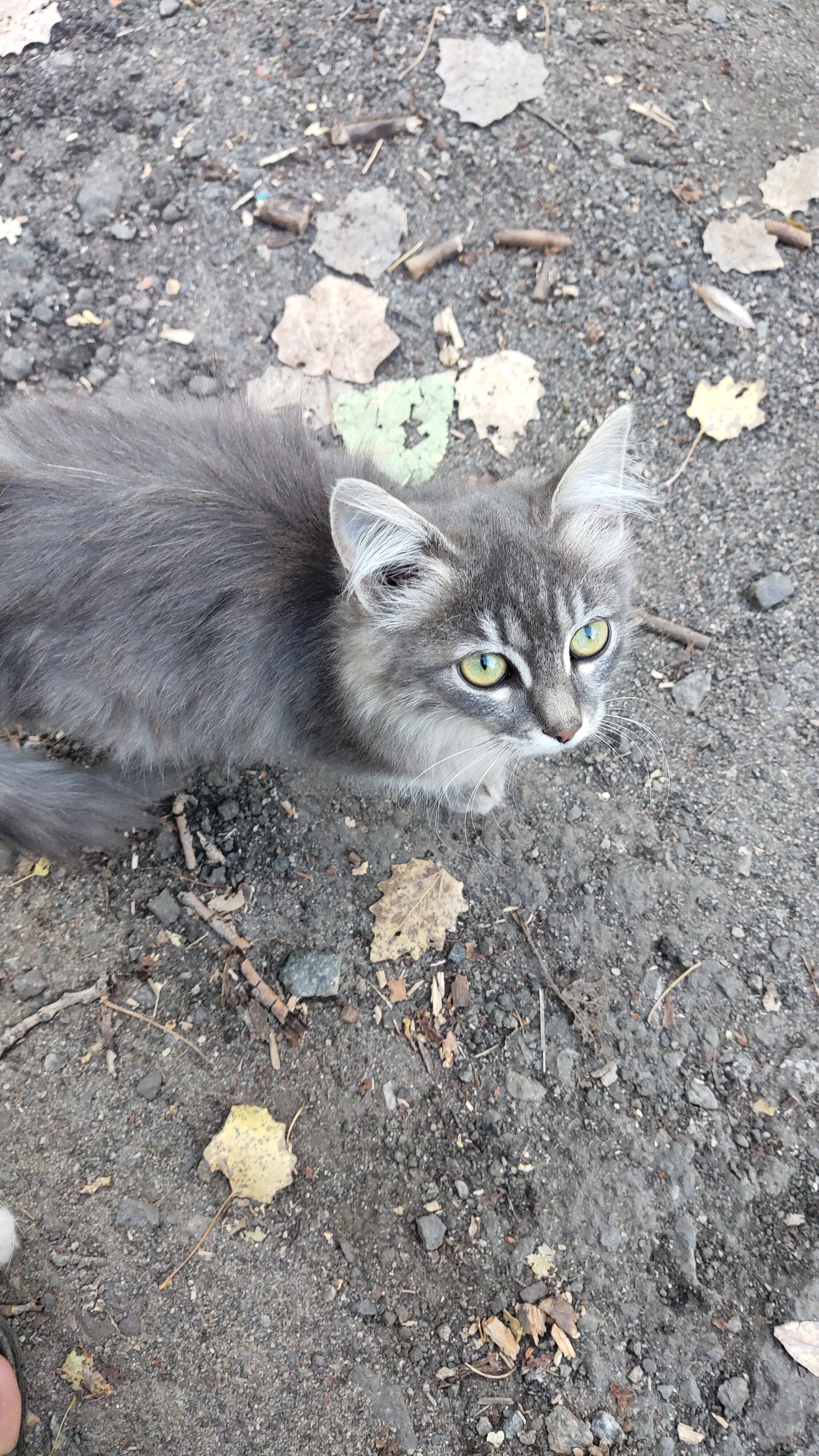 factory seals - My, cat, Animals, Longpost