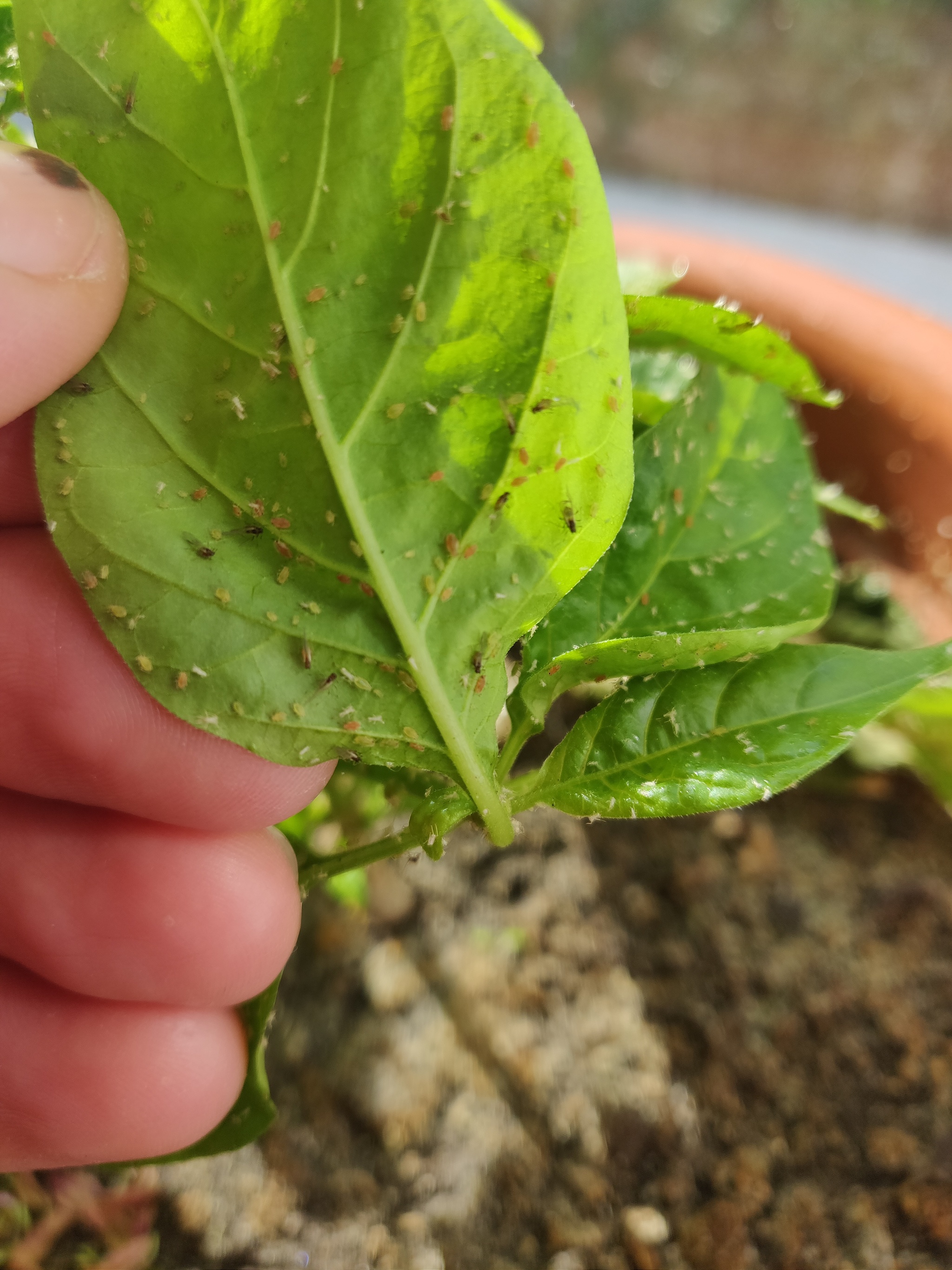 Need advice - My, Insects, Hot peppers, No rating, Longpost, What's this?, Insect control