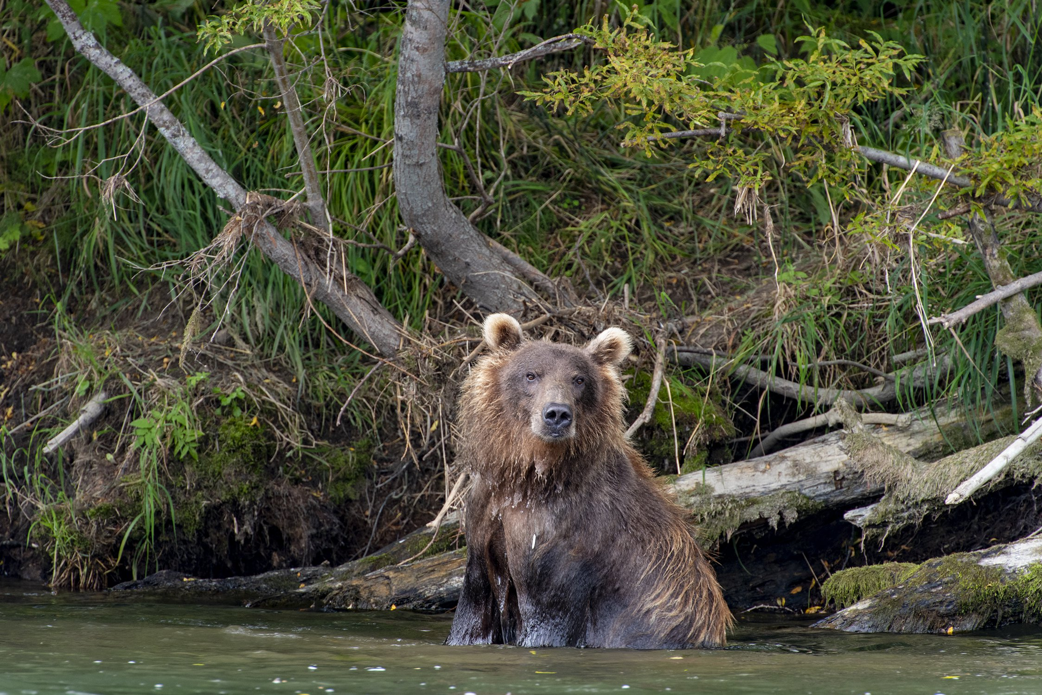 Swimming past the bear - The Bears, Brown bears, Kamchatka, wildlife, Wild animals, The national geographic, The photo, River, , Animals