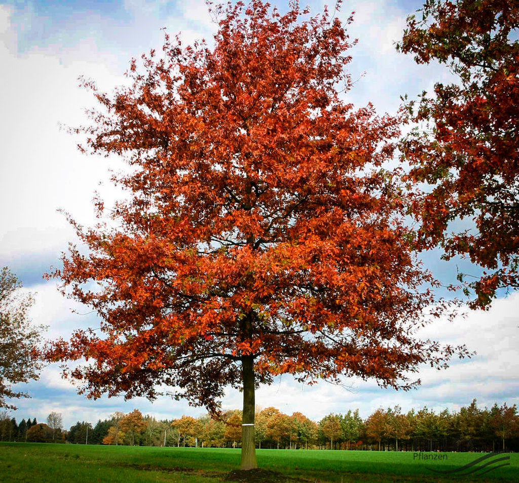 Swamp Oak - Biology, League of biologists, Longpost