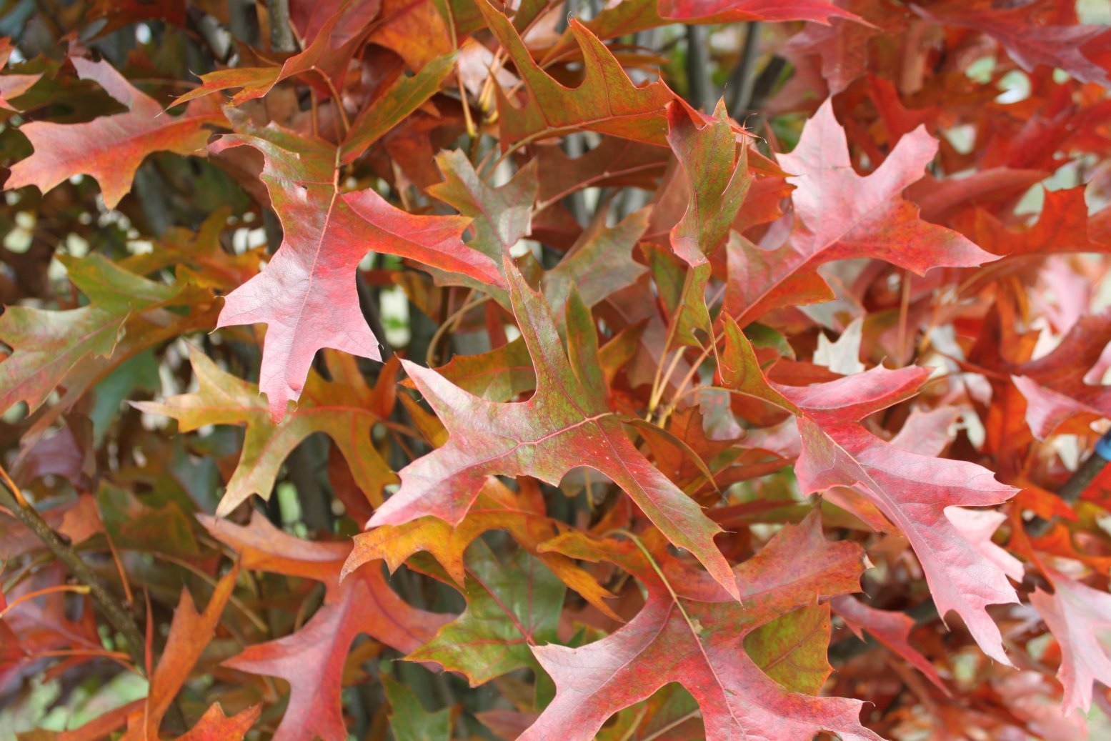 Swamp Oak - Biology, League of biologists, Longpost