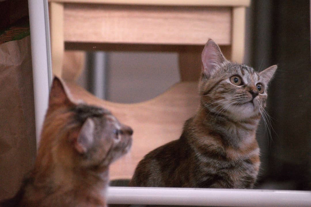 Bulichka - My, cat, Mirror, Nikon, Nikon d3200, Longpost