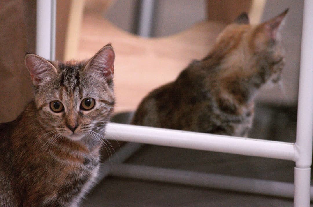 Bulichka - My, cat, Mirror, Nikon, Nikon d3200, Longpost