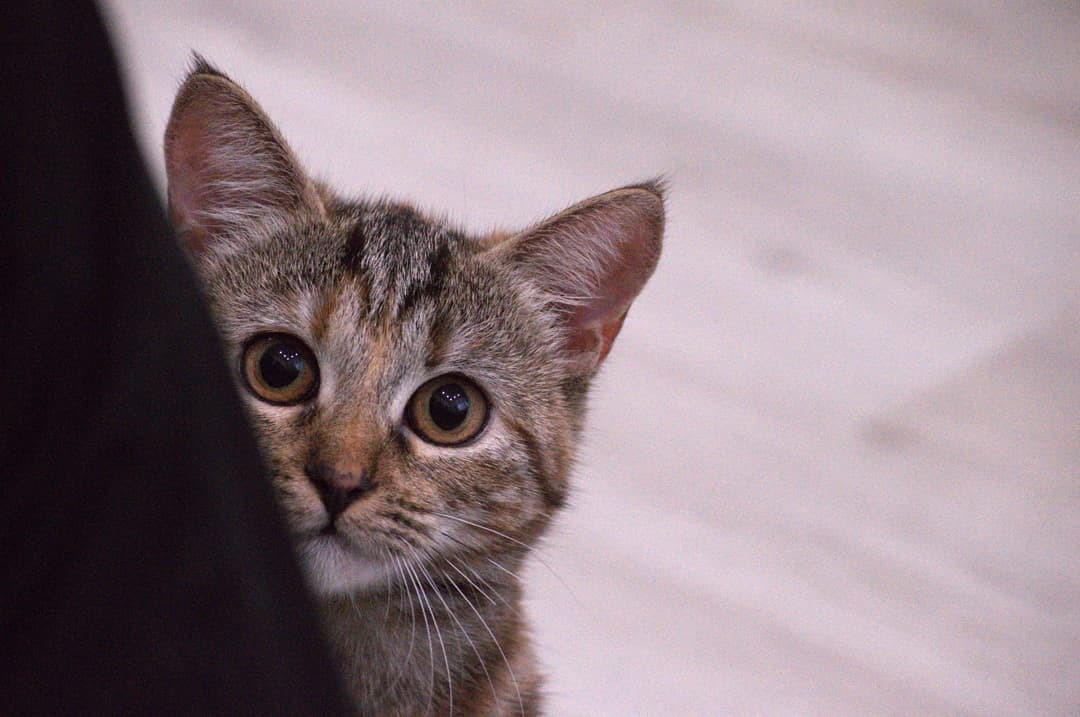 Bulichka - My, cat, Mirror, Nikon, Nikon d3200, Longpost