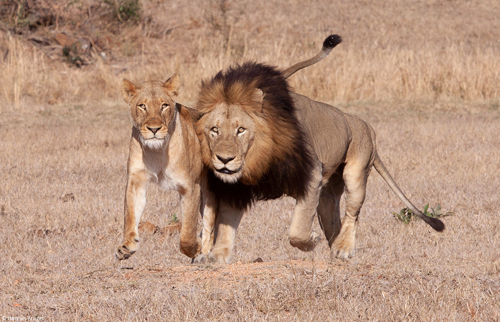 Lion prides and coalitions of the Greater Kruger - a lion, Pride, Big cats, Cat family, Predatory animals, Wild animals, wildlife, Kruger National Park, , South Africa, The photo, Longpost, Reserves and sanctuaries