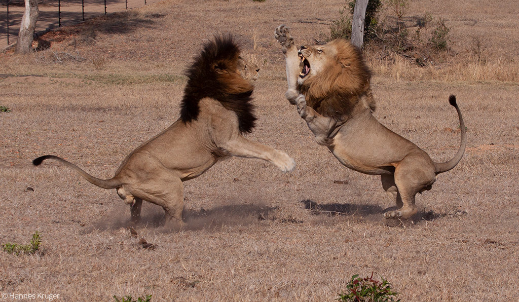 Lion prides and coalitions of the Greater Kruger - a lion, Pride, Big cats, Cat family, Predatory animals, Wild animals, wildlife, Kruger National Park, , South Africa, The photo, Longpost, Reserves and sanctuaries