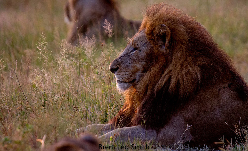 Lion prides and coalitions of the Greater Kruger - a lion, Pride, Big cats, Cat family, Predatory animals, Wild animals, wildlife, Kruger National Park, , South Africa, The photo, Longpost, Reserves and sanctuaries