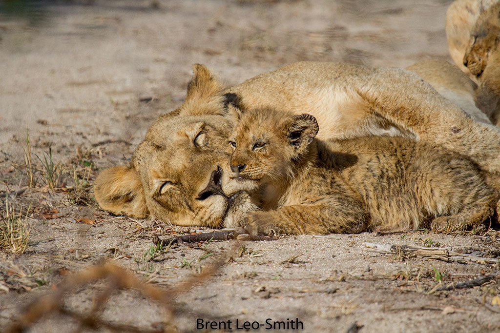 Lion prides and coalitions of the Greater Kruger - a lion, Pride, Big cats, Cat family, Predatory animals, Wild animals, wildlife, Kruger National Park, , South Africa, The photo, Longpost, Reserves and sanctuaries