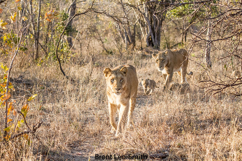 Lion prides and coalitions of the Greater Kruger - a lion, Pride, Big cats, Cat family, Predatory animals, Wild animals, wildlife, Kruger National Park, , South Africa, The photo, Longpost, Reserves and sanctuaries