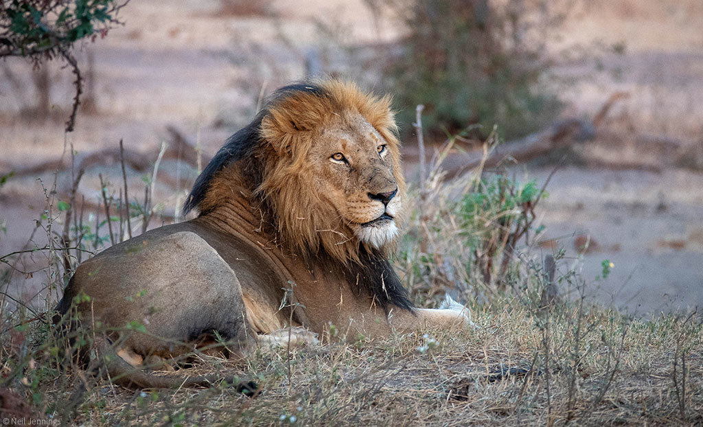 Lion prides and coalitions of the Greater Kruger - a lion, Pride, Big cats, Cat family, Predatory animals, Wild animals, wildlife, Kruger National Park, , South Africa, The photo, Longpost, Reserves and sanctuaries