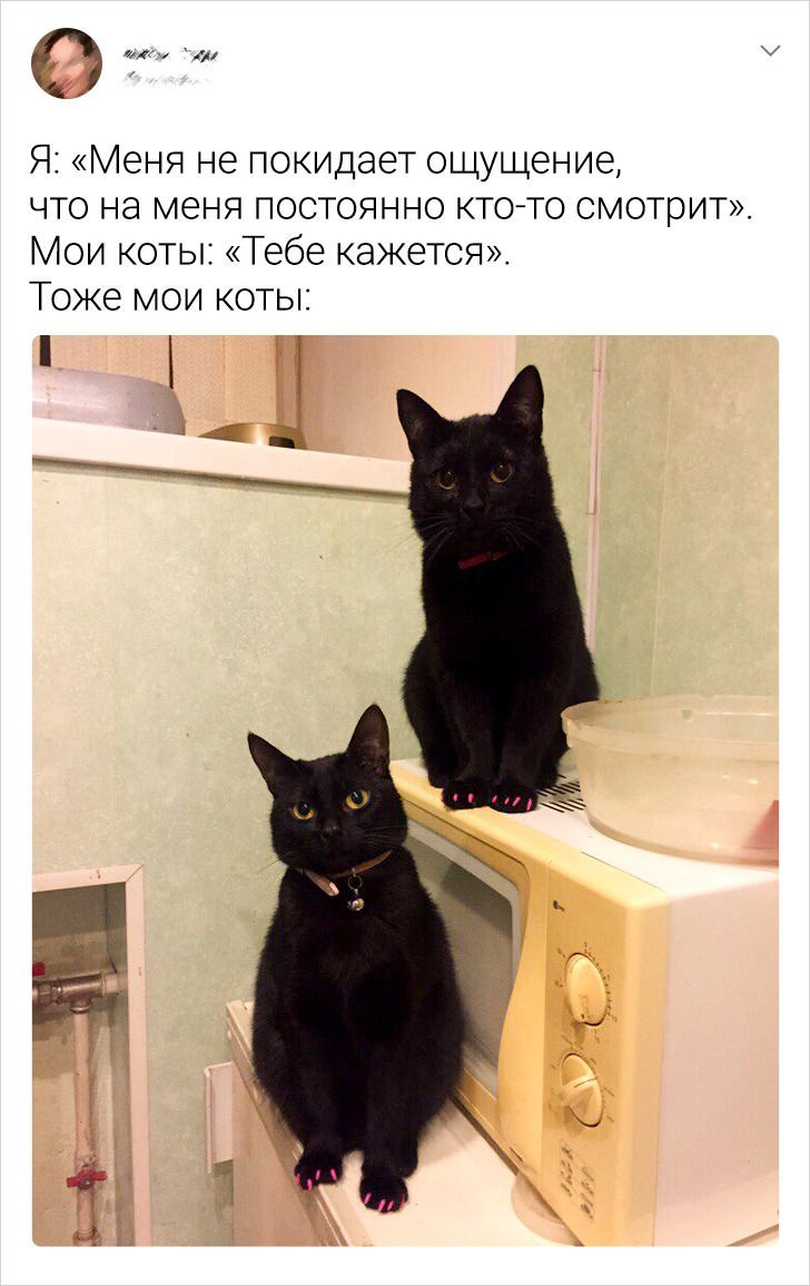 Who could it be? - Twitter, cat, Picture with text, Black cat