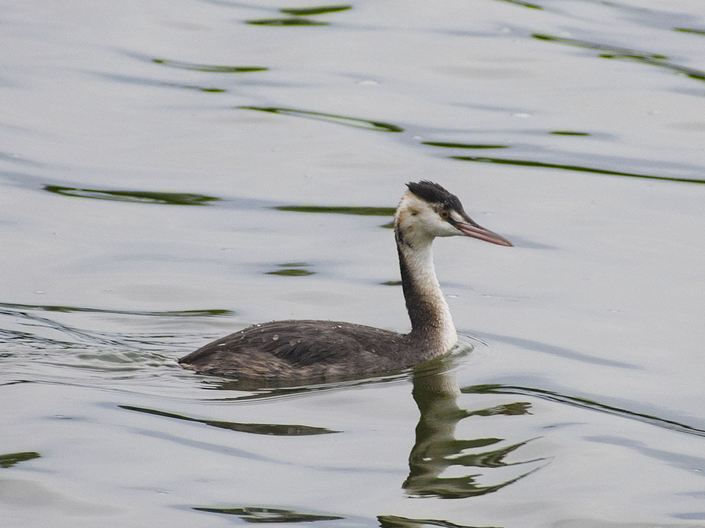 Great grebe - My, Birds, Schelkovo, Ornithology, Nature, The nature of Russia, Autumn, September, Walk, , Hobby, Photo hunting, Travels, Video, Longpost