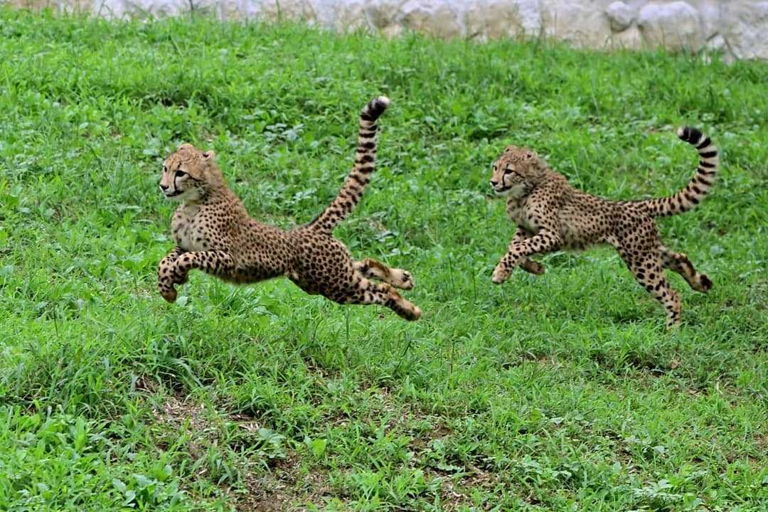 Here are real tygydyks ... And you all complain about domestic cats) - Cheetah, Small cats, Cat family, Tygydyk, Predatory animals, Sprinters, Wild animals, Run