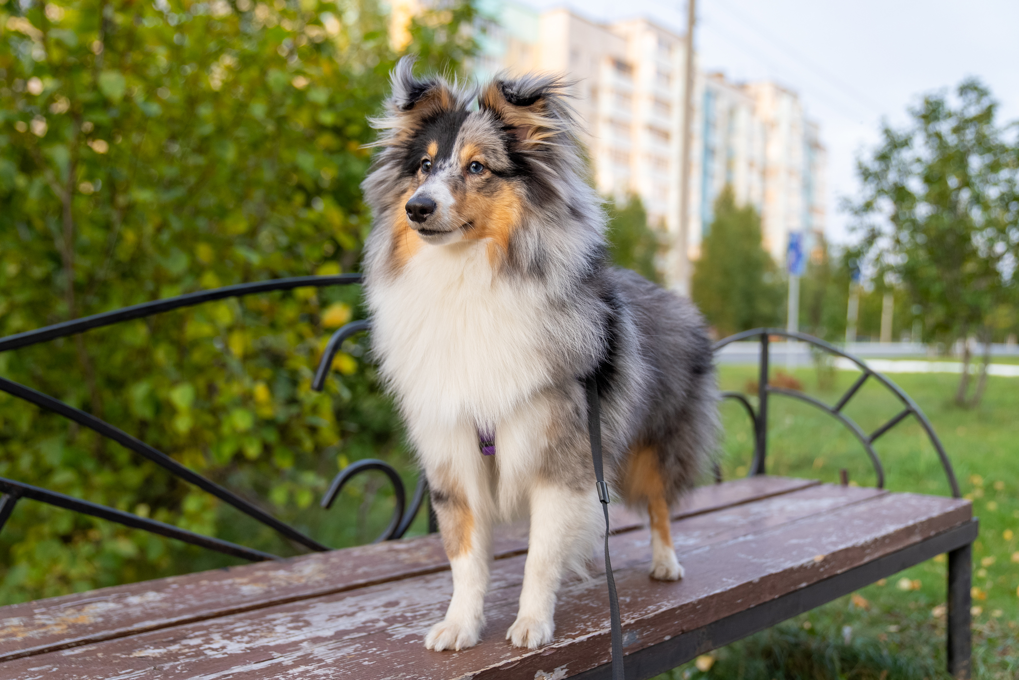 Continuation of the post Take to the league :) - My, Dog days, Dog, Sheltie, Pets, Reply to post, Longpost