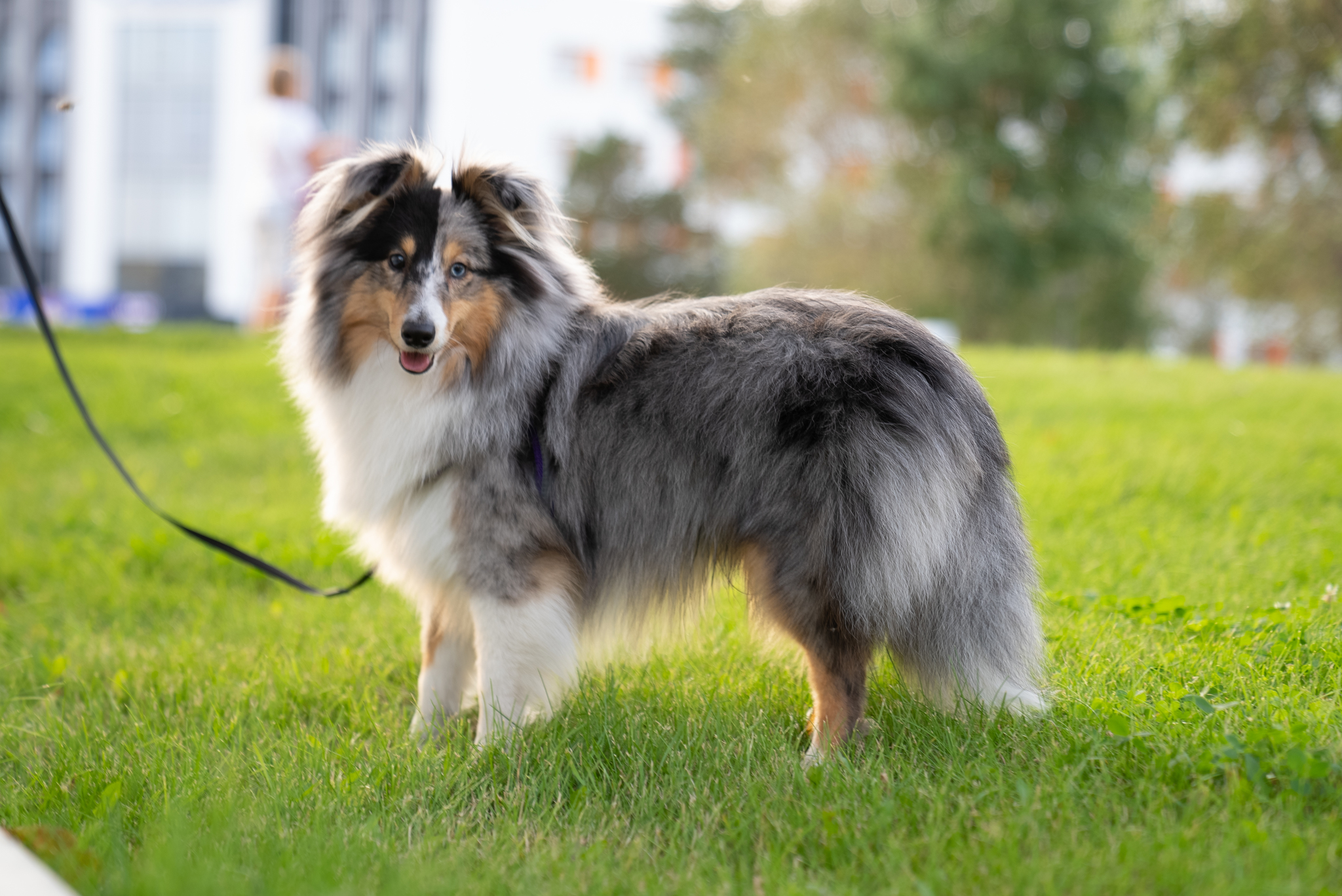 Continuation of the post Take to the league :) - My, Dog days, Dog, Sheltie, Pets, Reply to post, Longpost