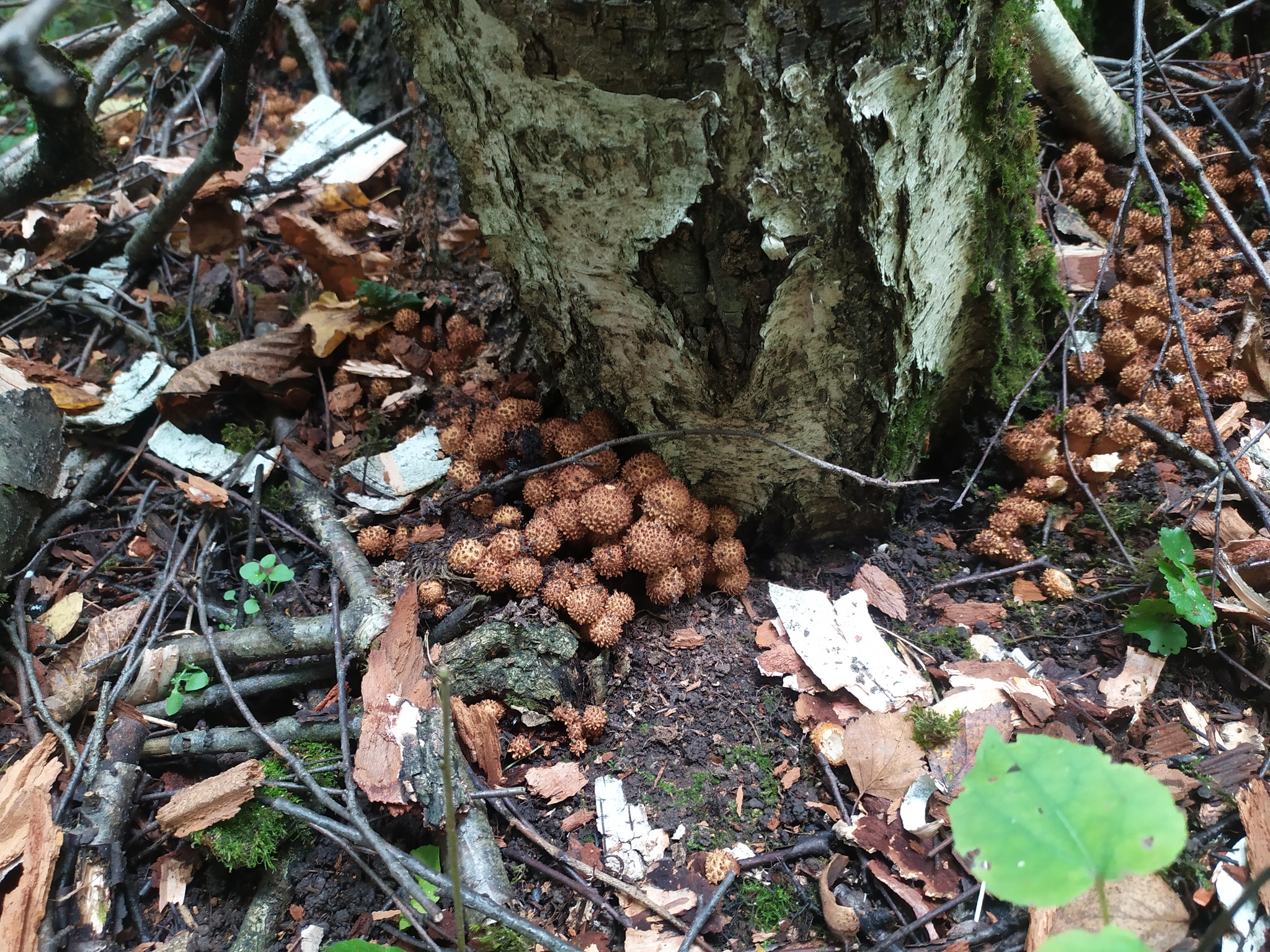 Mushroom - My, Mushrooms, Forest, Toadstool, Nature, Longpost