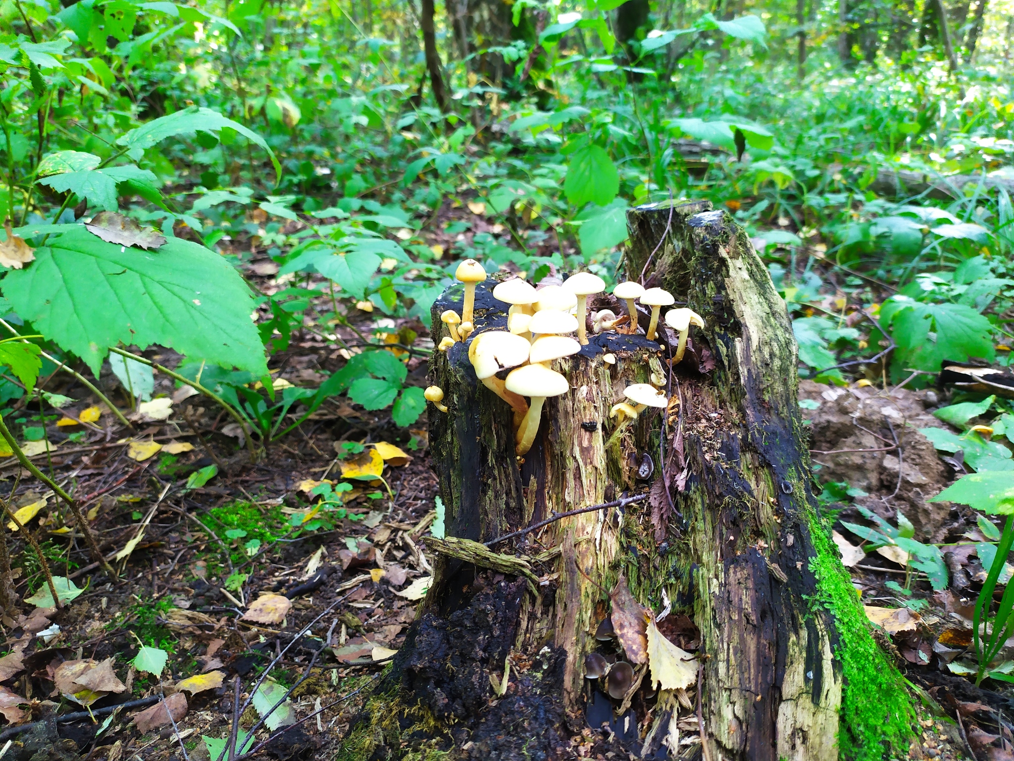 Mushroom - My, Mushrooms, Forest, Toadstool, Nature, Longpost