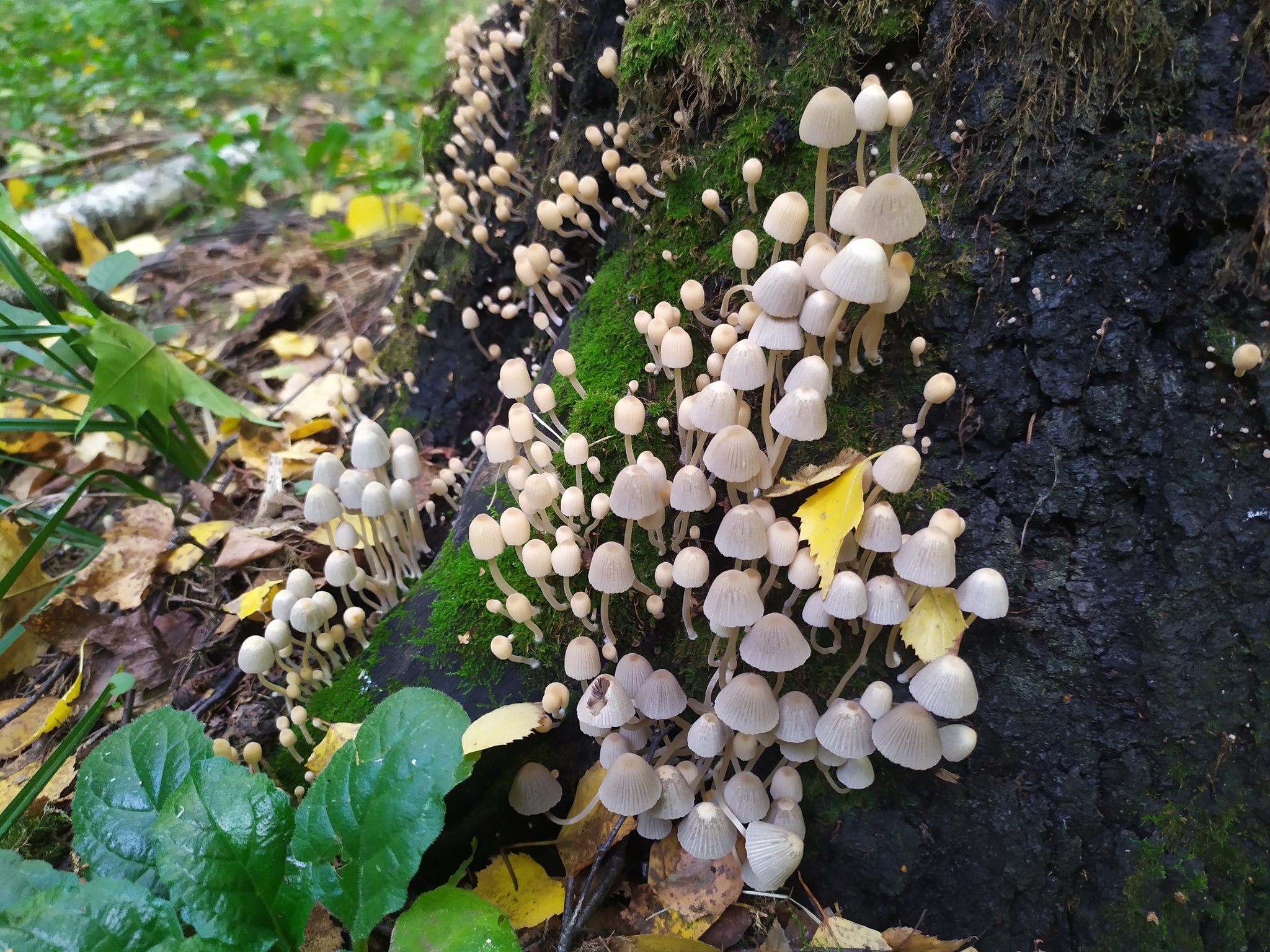 Mushroom - My, Mushrooms, Forest, Toadstool, Nature, Longpost