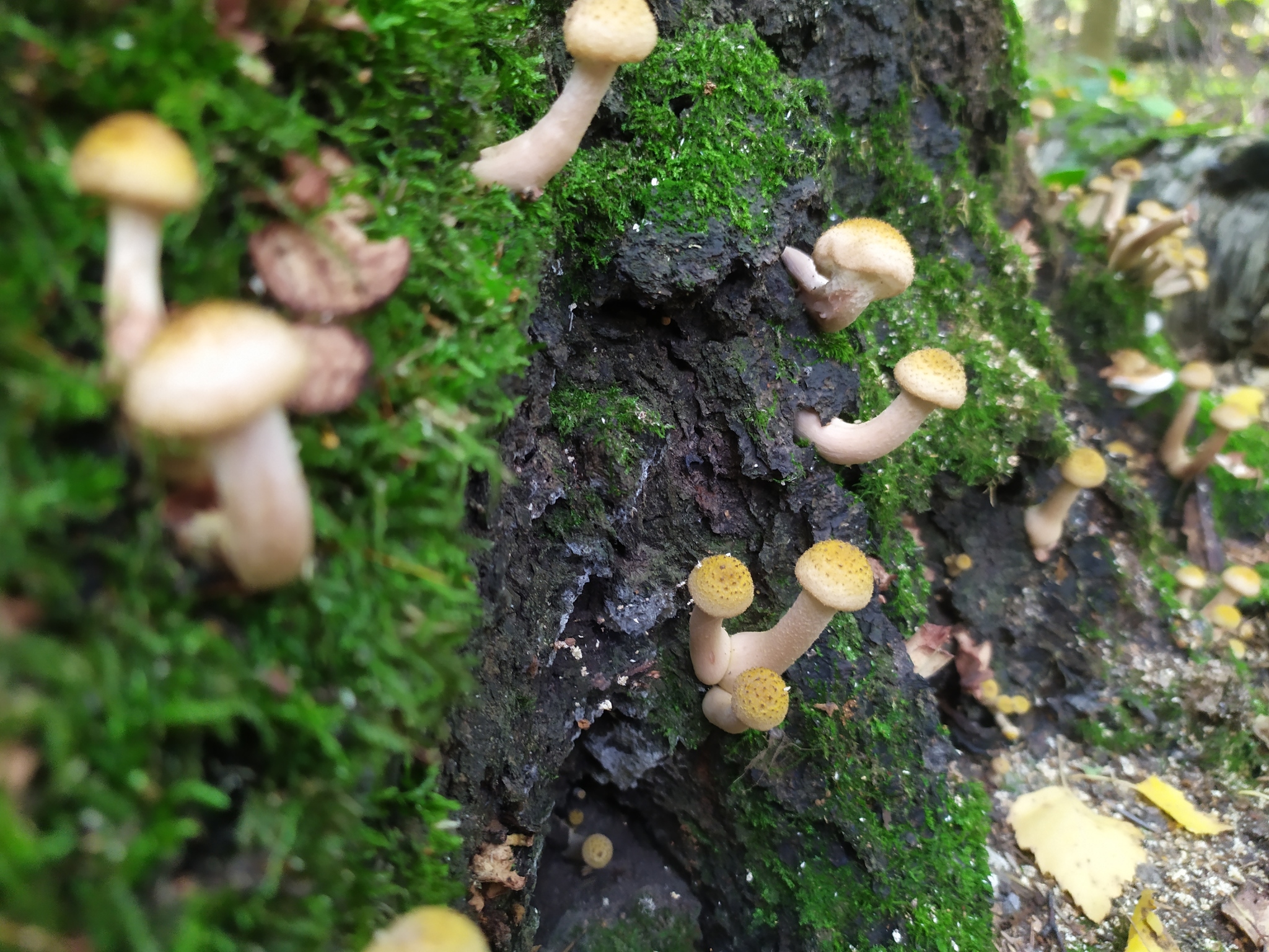 Mushroom - My, Mushrooms, Forest, Toadstool, Nature, Longpost