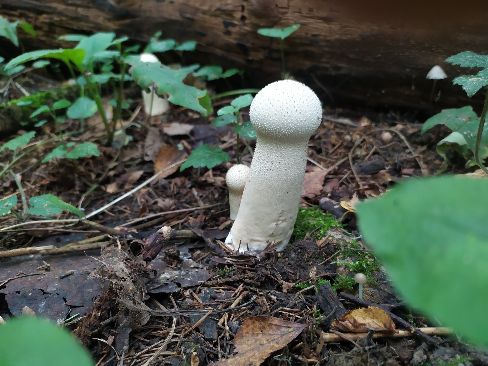 Mushroom - My, Mushrooms, Forest, Toadstool, Nature, Longpost