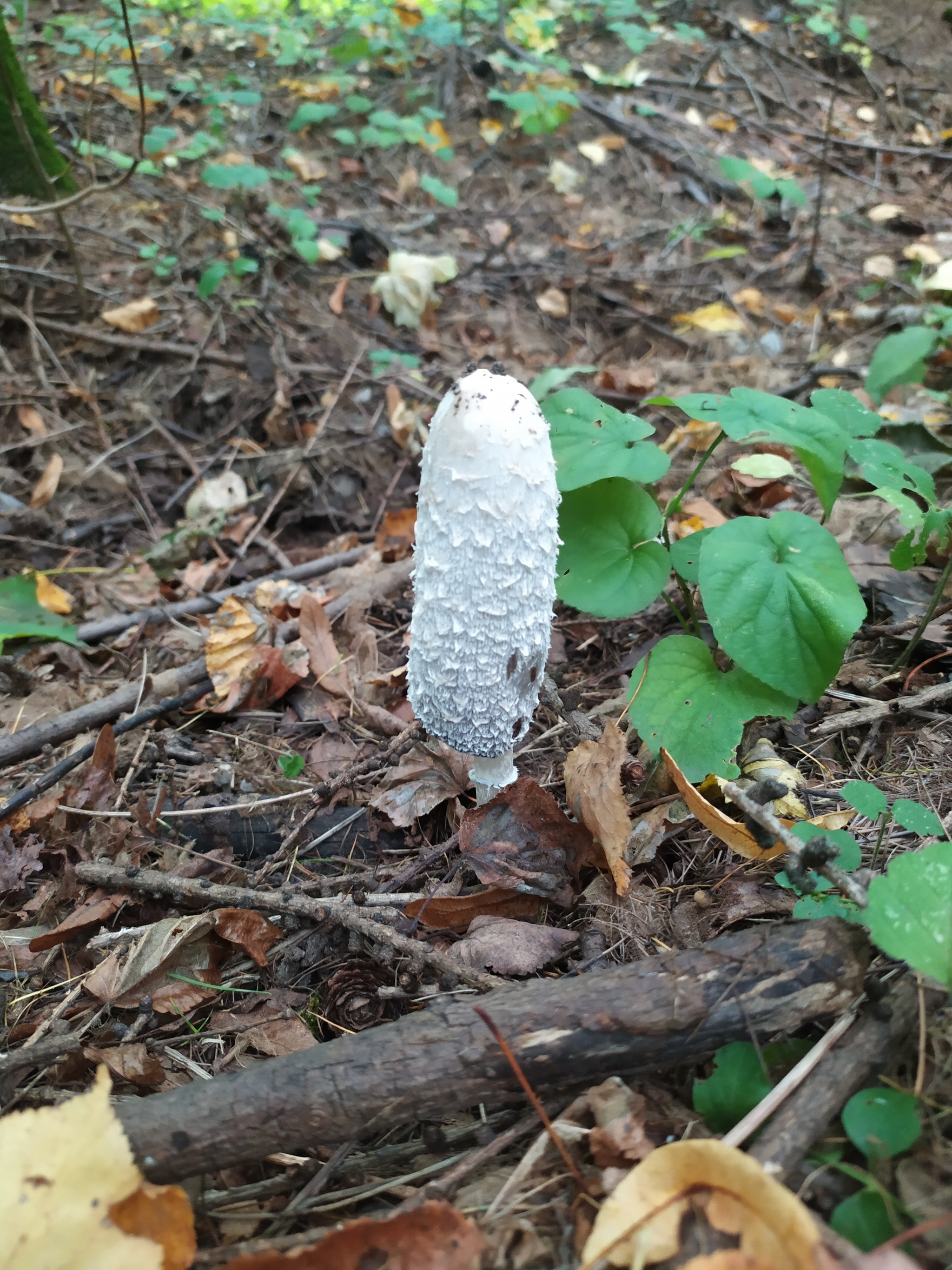 Mushroom - My, Mushrooms, Forest, Toadstool, Nature, Longpost