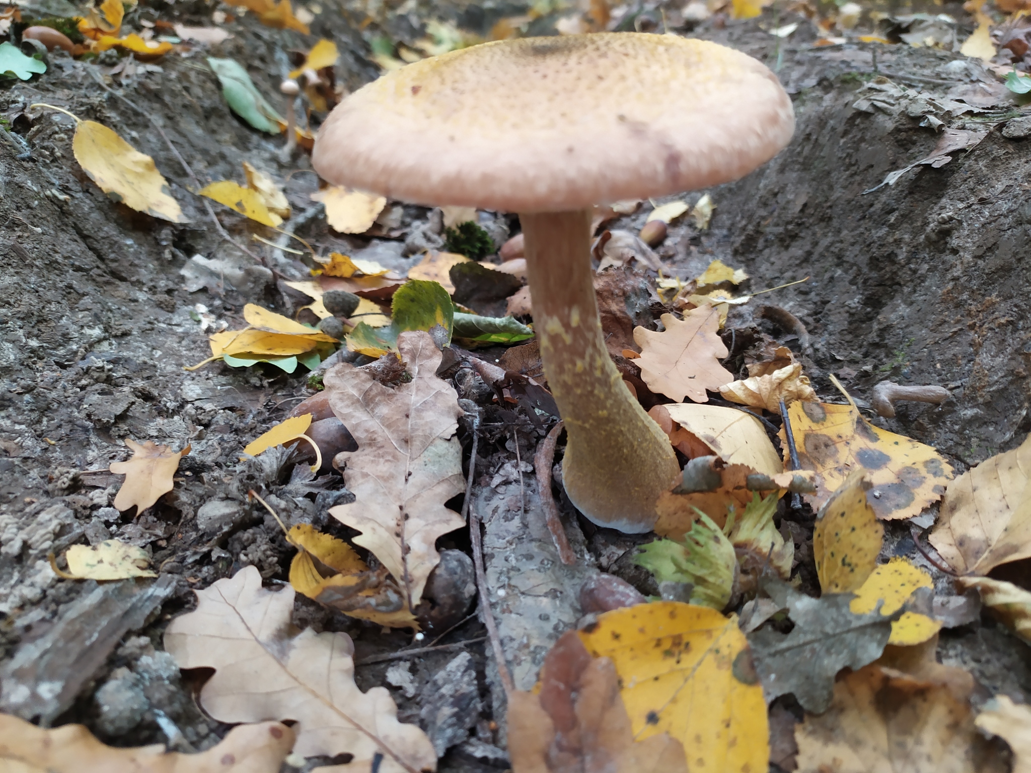 Mushroom - My, Mushrooms, Forest, Toadstool, Nature, Longpost