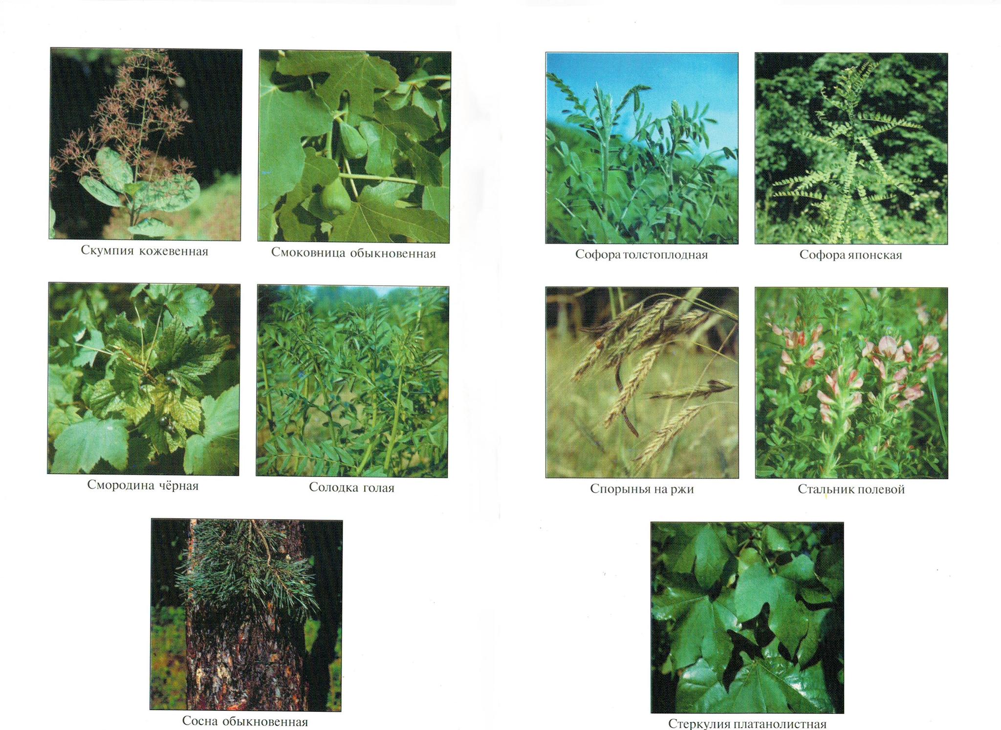 Scans from the guide to medicinal plants - Biology, Plants, Longpost