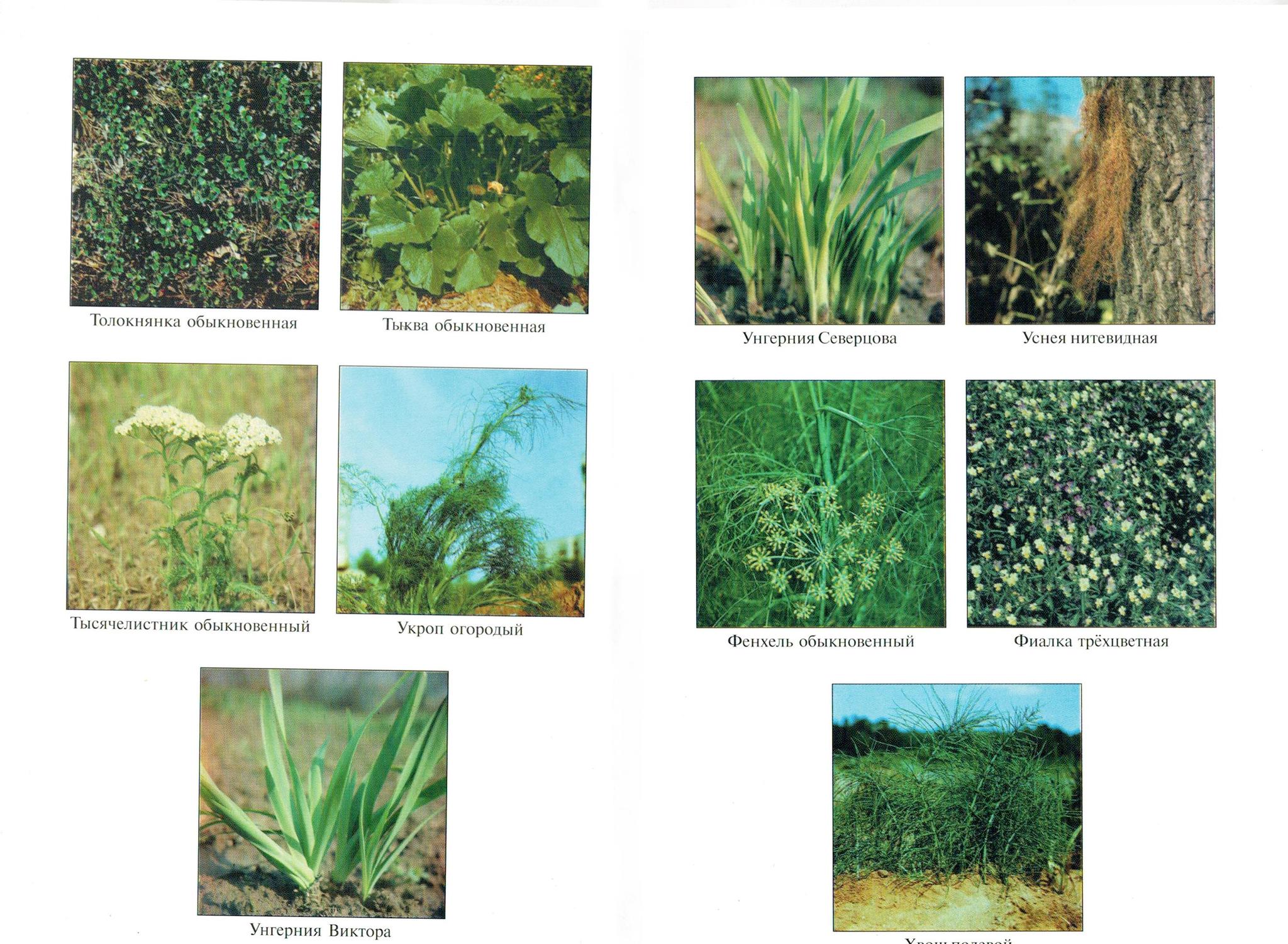 Scans from the guide to medicinal plants - Biology, Plants, Longpost