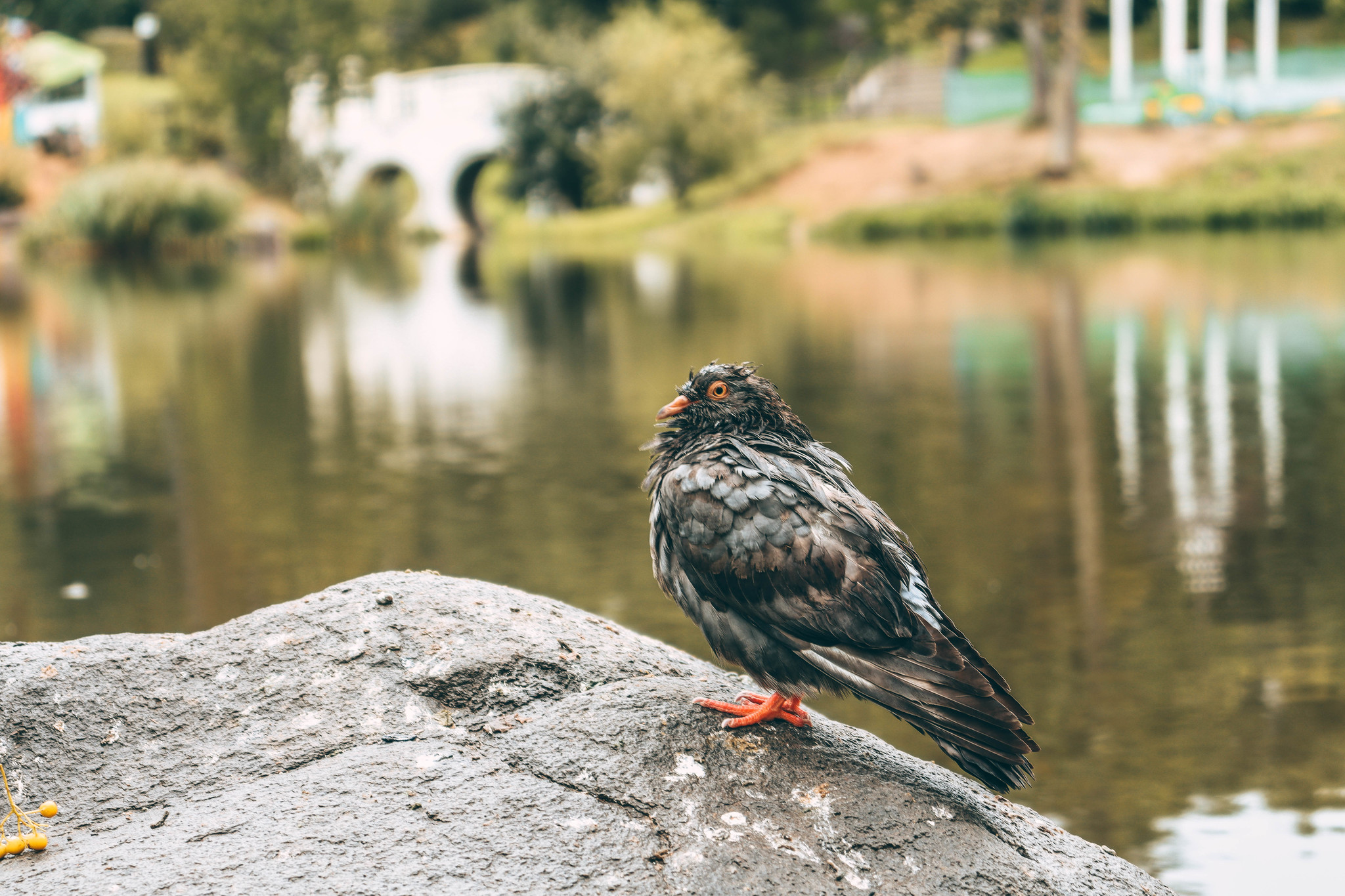 Pond dwellers - My, Duck, Khabarovsk, Khabarovsk region, Pond, The park, Canon, Lightroom, Longpost