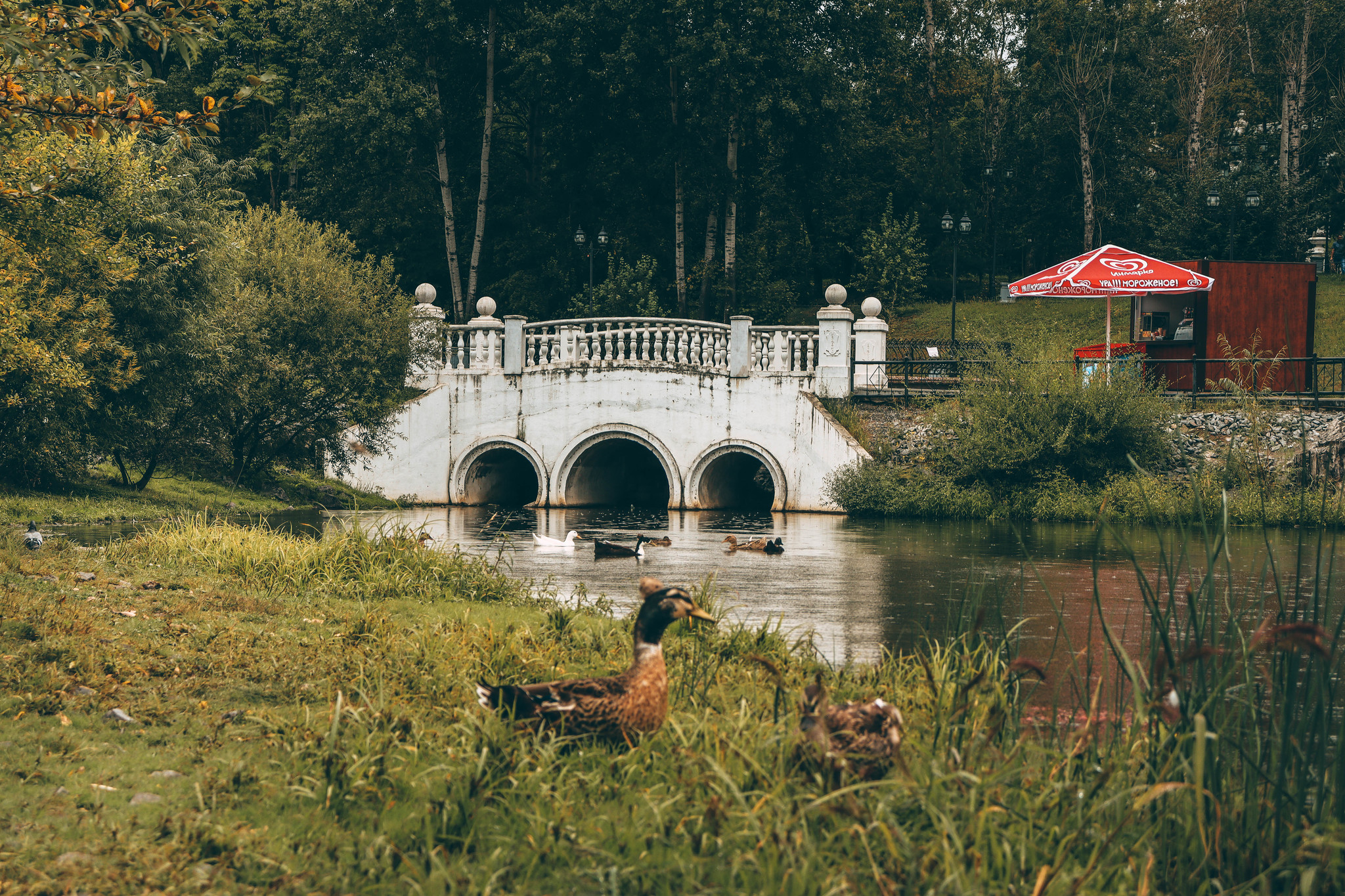 Pond dwellers - My, Duck, Khabarovsk, Khabarovsk region, Pond, The park, Canon, Lightroom, Longpost