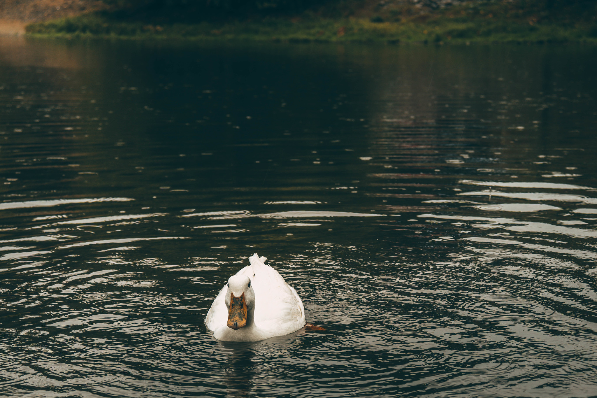 Pond dwellers - My, Duck, Khabarovsk, Khabarovsk region, Pond, The park, Canon, Lightroom, Longpost