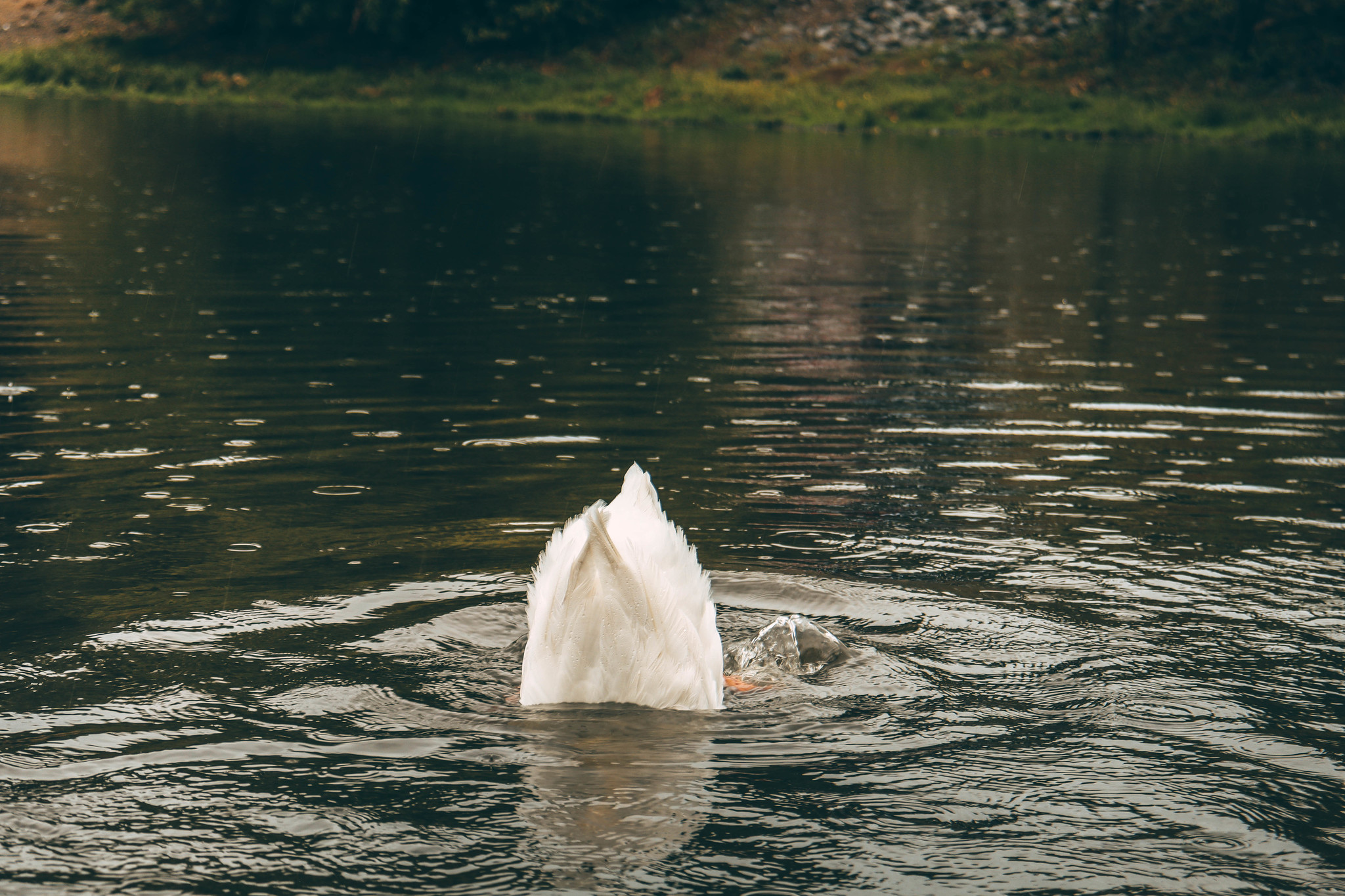 Pond dwellers - My, Duck, Khabarovsk, Khabarovsk region, Pond, The park, Canon, Lightroom, Longpost