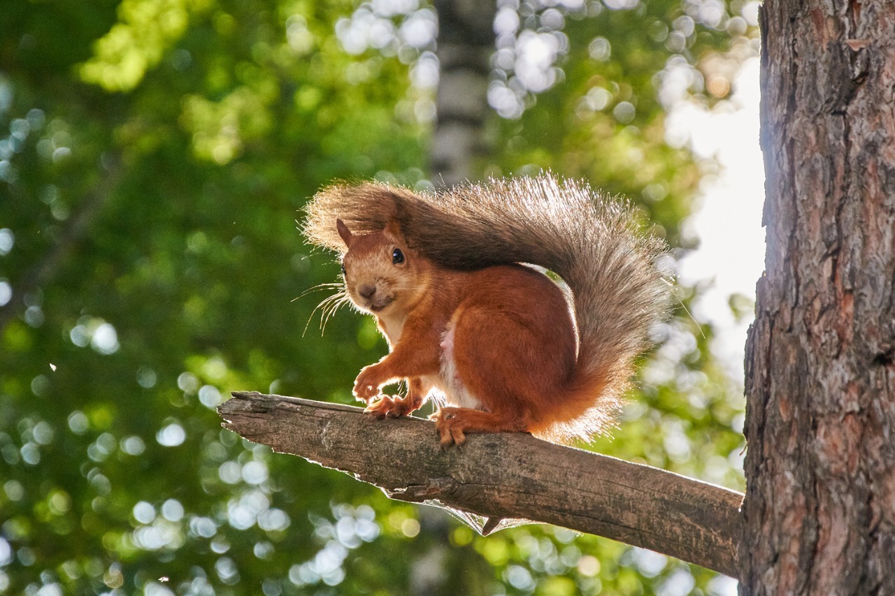 What? - My, Squirrel, Animals, Wild animals, The photo