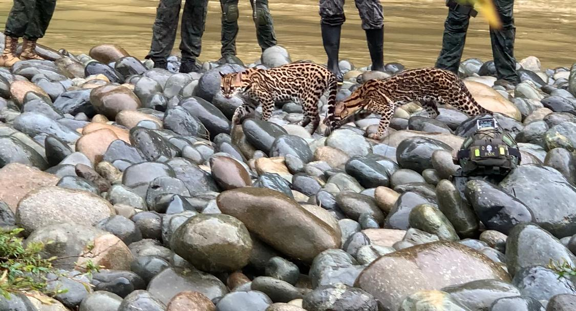 Six ocelots rescued from poachers returned to the wild - Ocelot, Ecuador, Small cats, Cat family, Predatory animals, Wild animals, The national geographic, South America, , Animal Rescue, Protection of Nature, Animals, Longpost