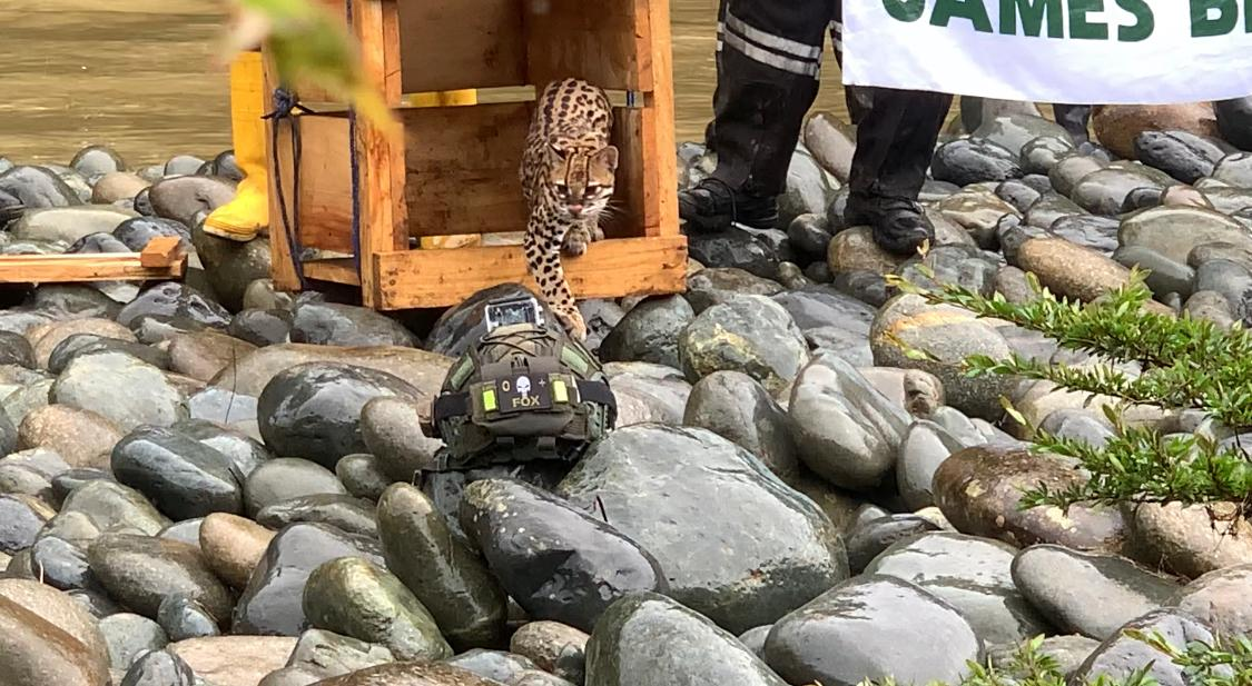 Six ocelots rescued from poachers returned to the wild - Ocelot, Ecuador, Small cats, Cat family, Predatory animals, Wild animals, The national geographic, South America, , Animal Rescue, Protection of Nature, Animals, Longpost