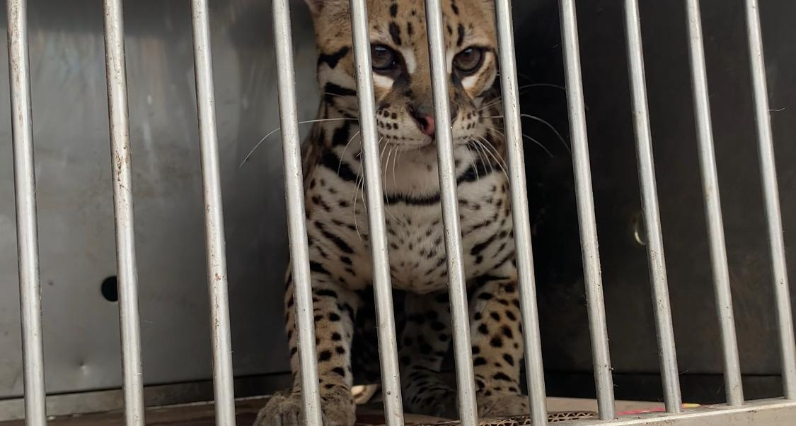 Six ocelots rescued from poachers returned to the wild - Ocelot, Ecuador, Small cats, Cat family, Predatory animals, Wild animals, The national geographic, South America, , Animal Rescue, Protection of Nature, Animals, Longpost