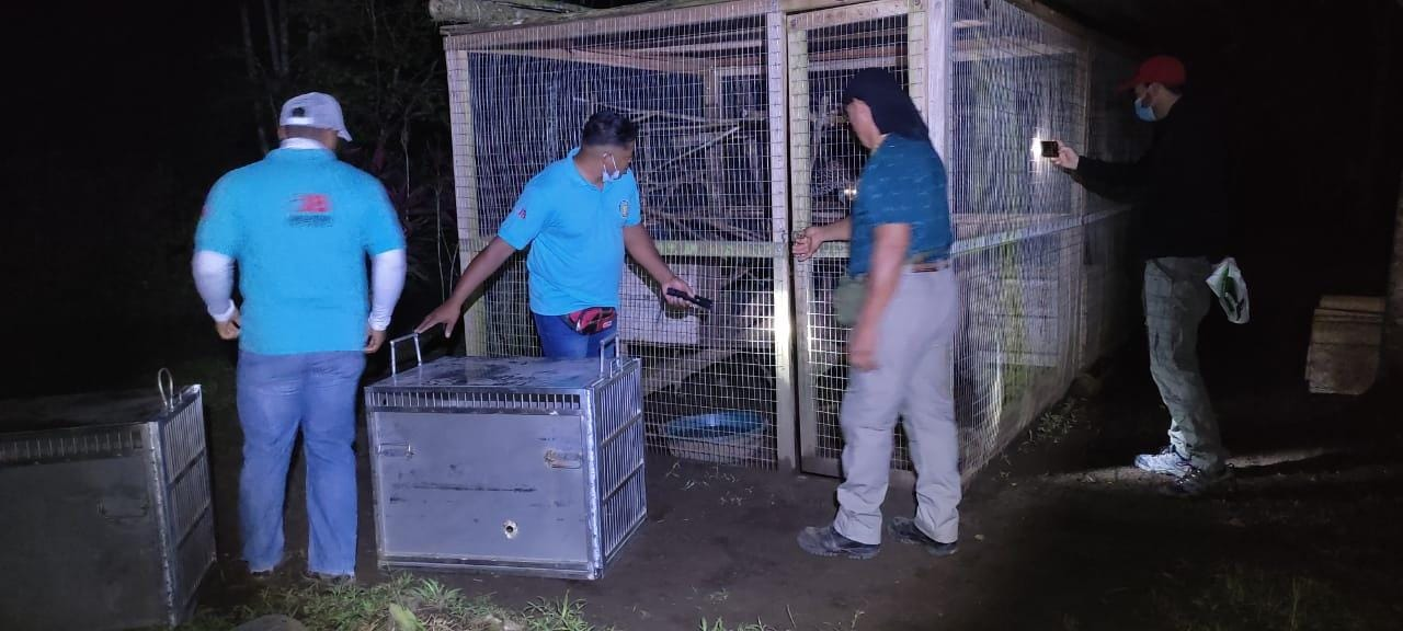 Six ocelots rescued from poachers returned to the wild - Ocelot, Ecuador, Small cats, Cat family, Predatory animals, Wild animals, The national geographic, South America, , Animal Rescue, Protection of Nature, Animals, Longpost