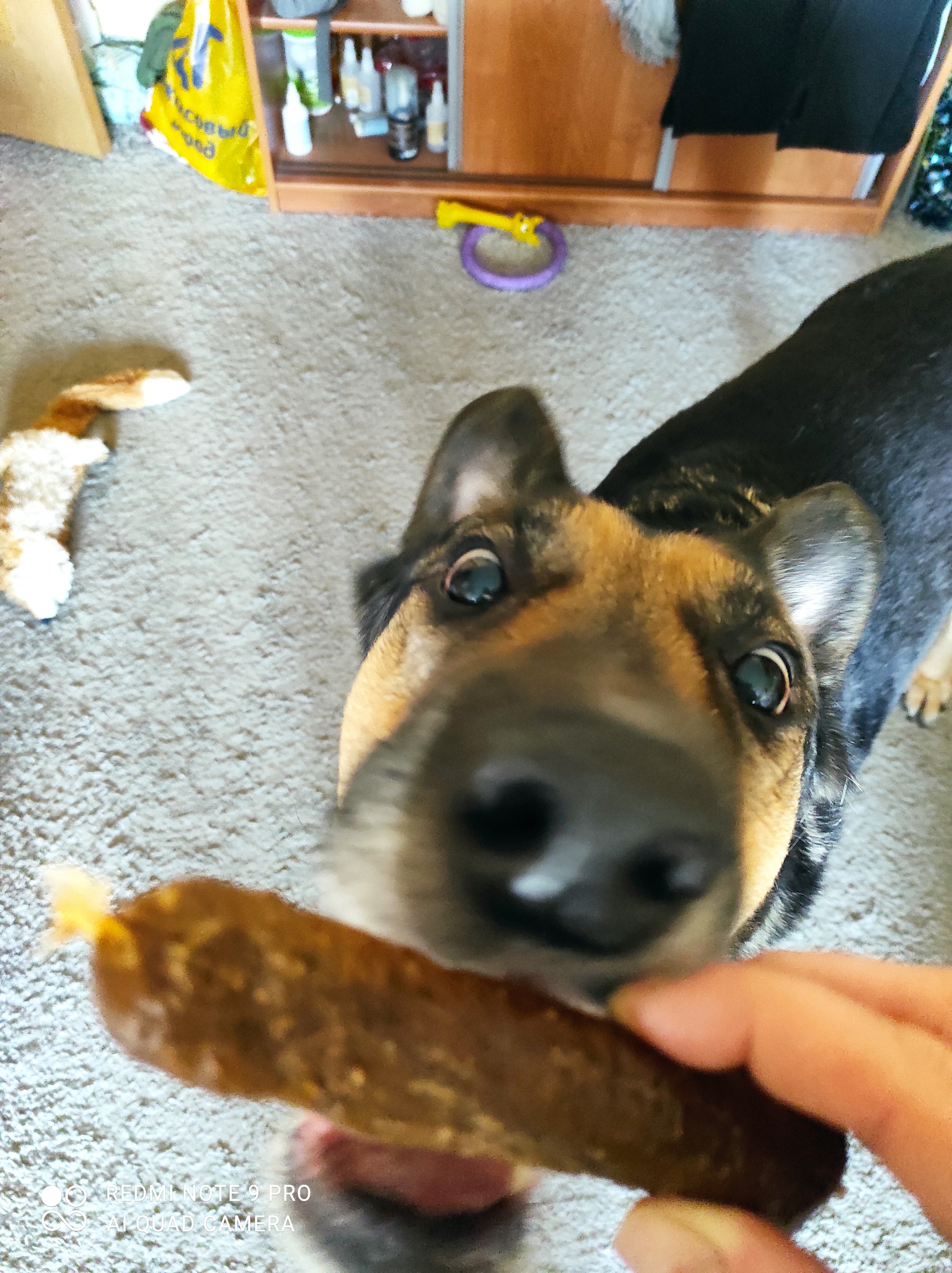 Come on, come on now - My, Dog, East European Shepherd, Peekaboo, Longpost