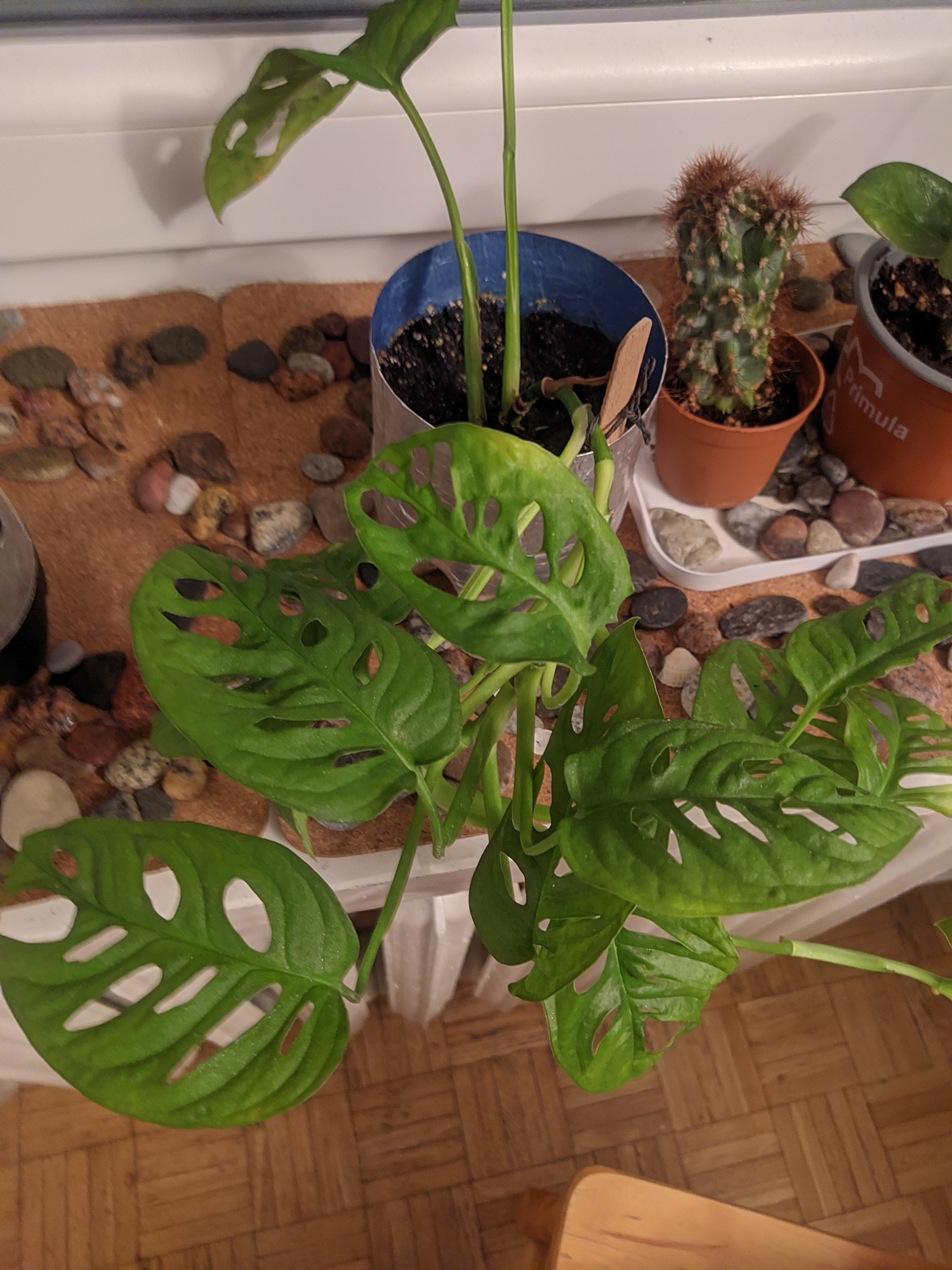 I really need advice on caring for flowers and their identification :) - My, Houseplants, Flowers, Illumination, Help, Longpost