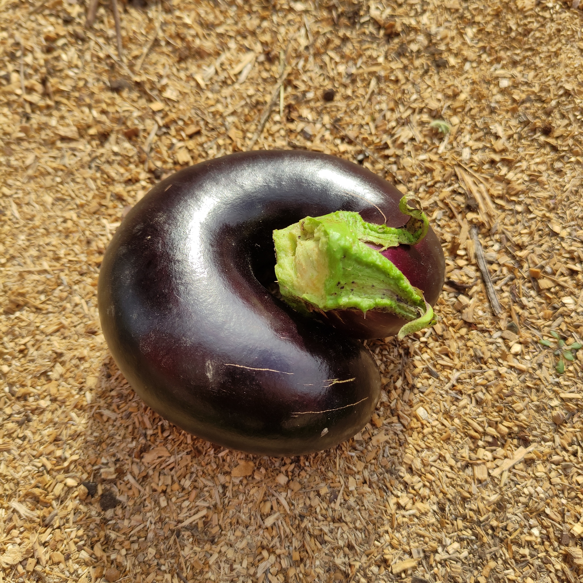 I'm even afraid to imagine - My, Vegetables, Eggplant, The Omen, Elections