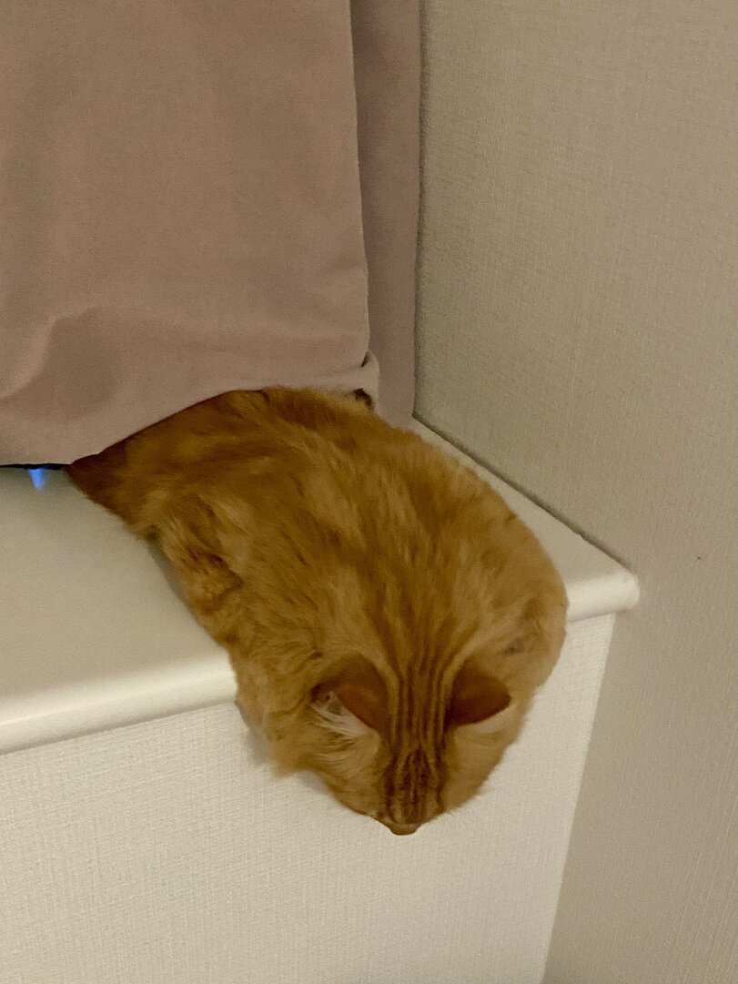 Streak - cat, Cats are liquid