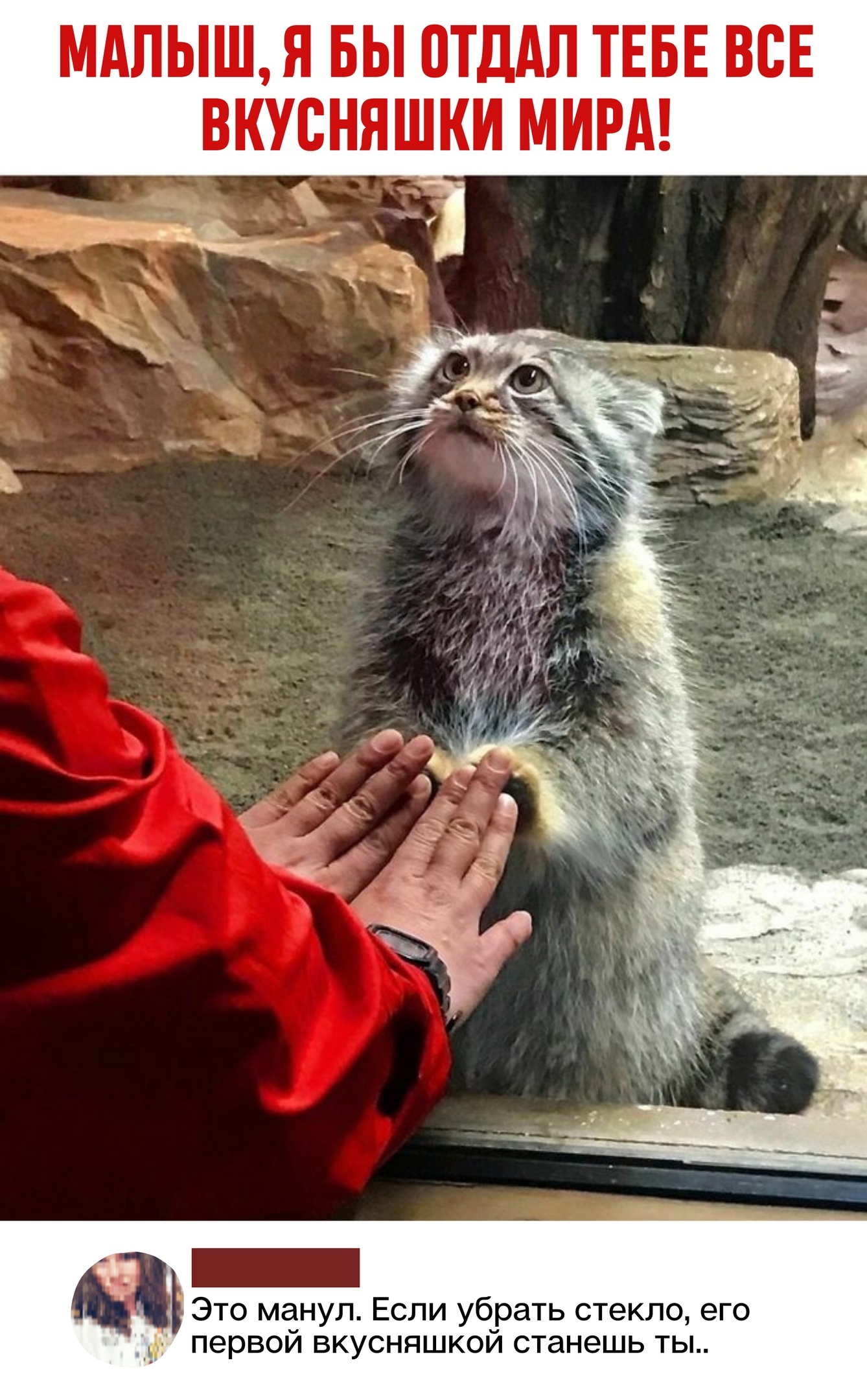 Yummy - Pallas' cat, Small cats, Zoo, Yummy, Screenshot, Comments