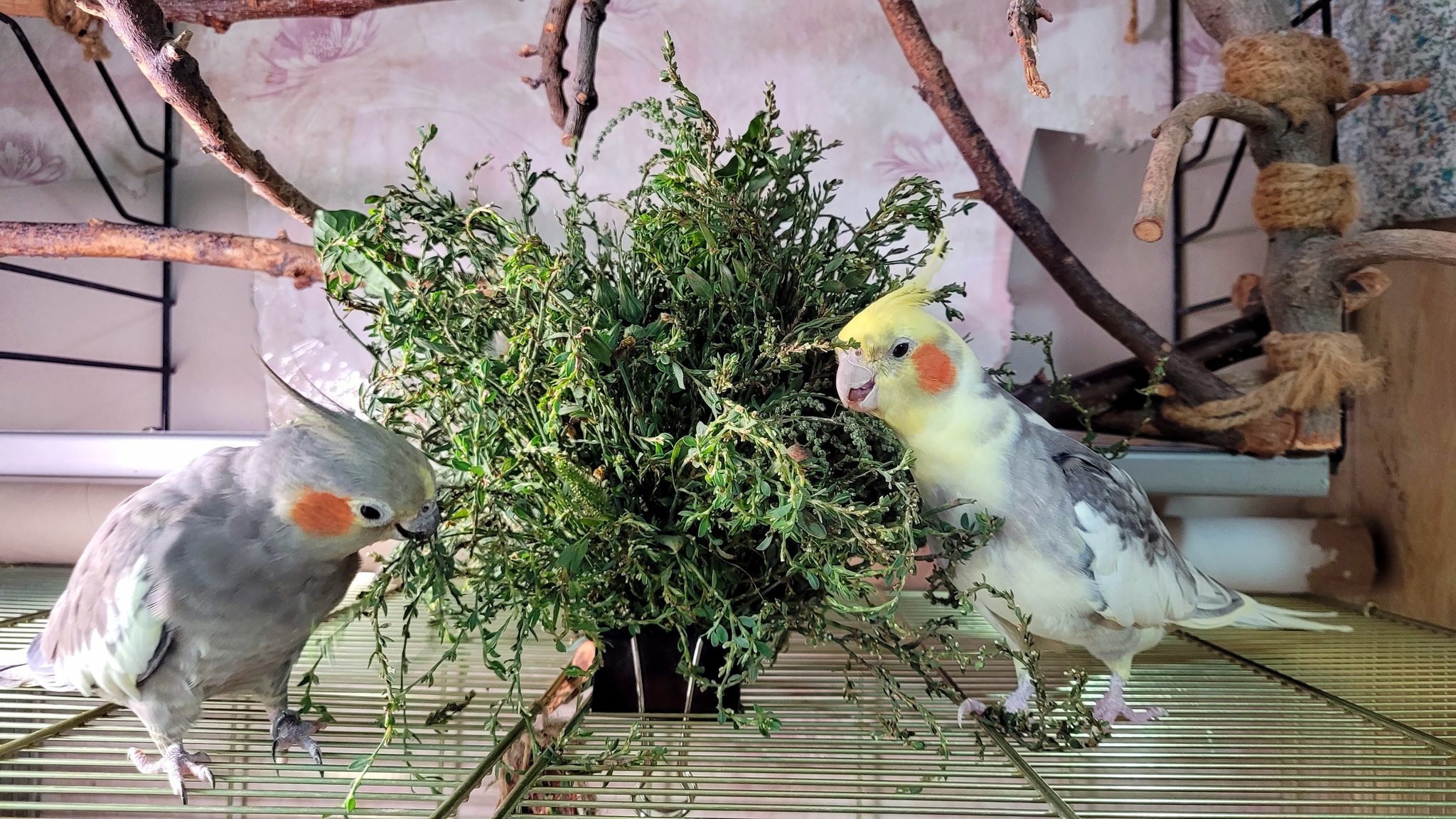 This is how warm autumn days go - My, Birds, A parrot, Corella, Greenery, Sparrow Tosha, Corella Bonya and Yasha, The diet, Autumn, Longpost