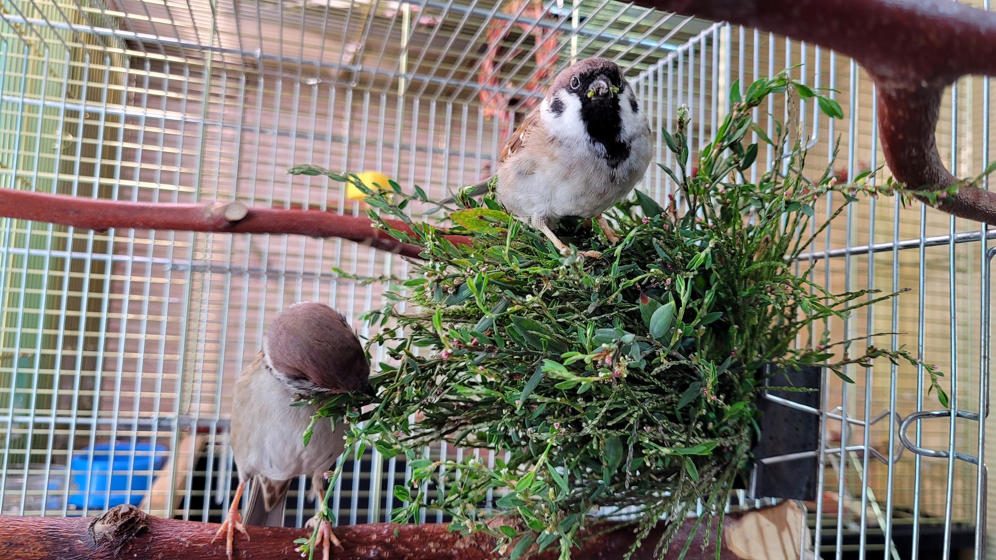 This is how warm autumn days go - My, Birds, A parrot, Corella, Greenery, Sparrow Tosha, Corella Bonya and Yasha, The diet, Autumn, Longpost