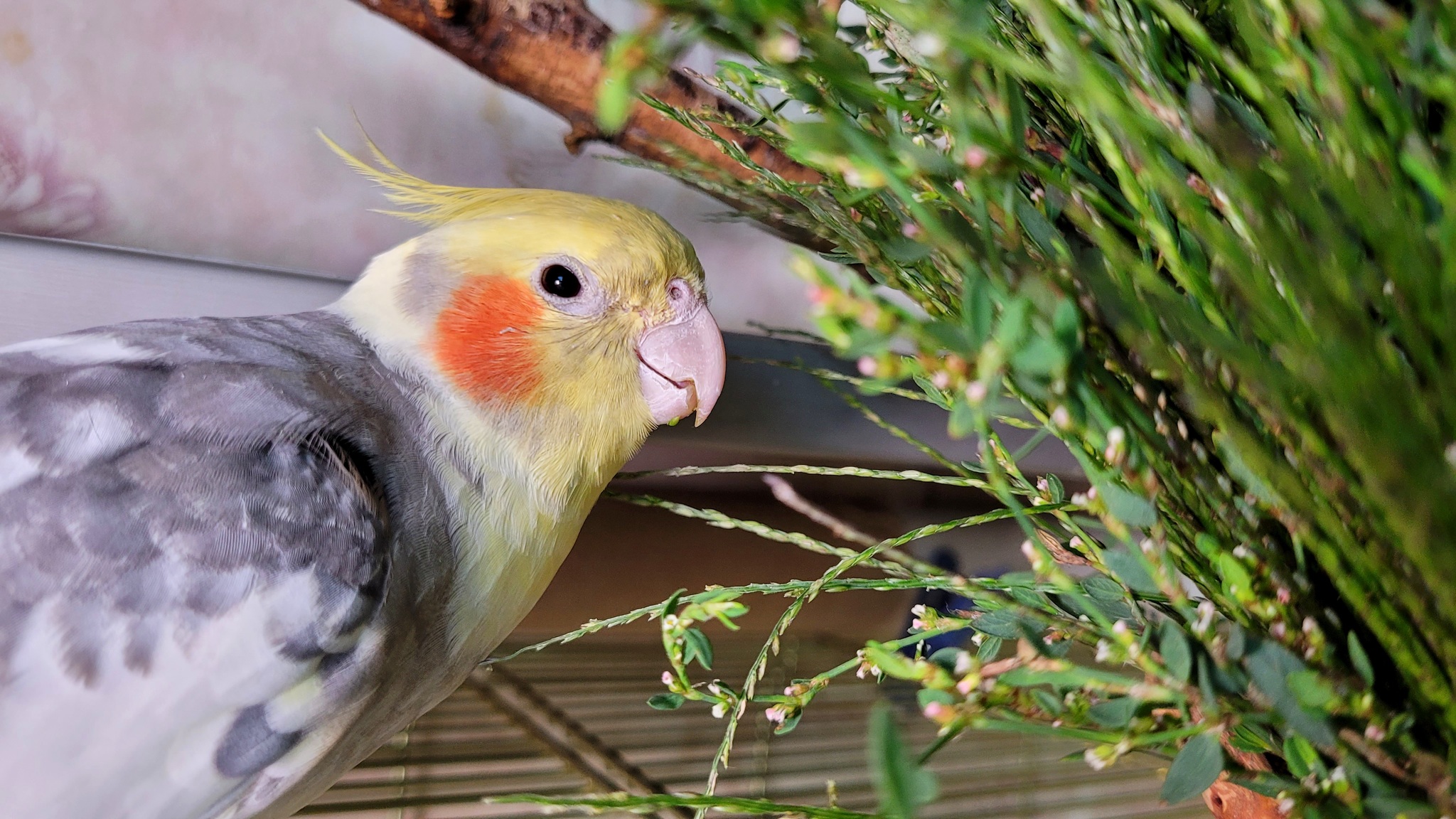 This is how warm autumn days go - My, Birds, A parrot, Corella, Greenery, Sparrow Tosha, Corella Bonya and Yasha, The diet, Autumn, Longpost