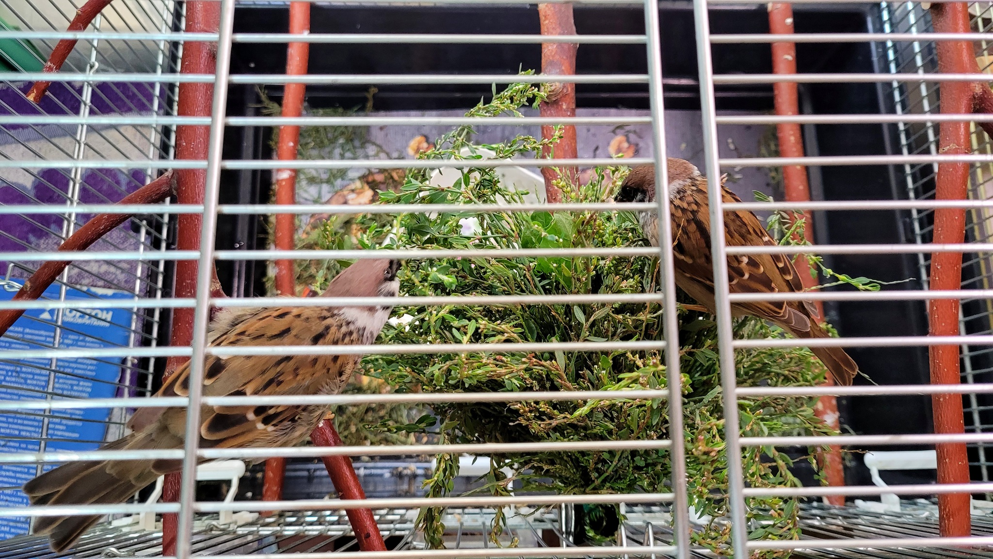 This is how warm autumn days go - My, Birds, A parrot, Corella, Greenery, Sparrow Tosha, Corella Bonya and Yasha, The diet, Autumn, Longpost