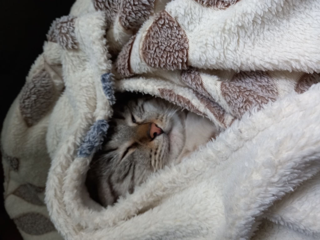 When my mother asked if it was cold in our house - My, cat, A blanket, The photo