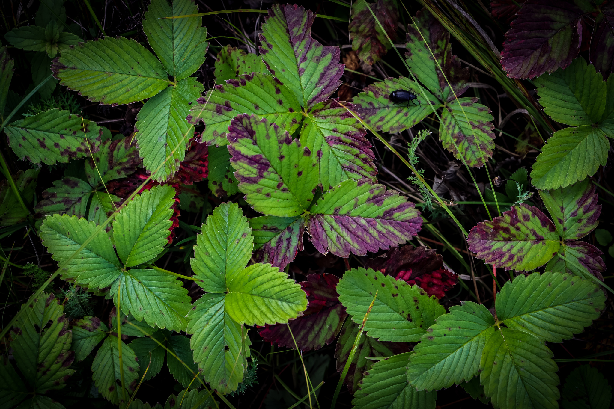 berry bushes - My, Plants, Berries, Nature, Autumn, The photo